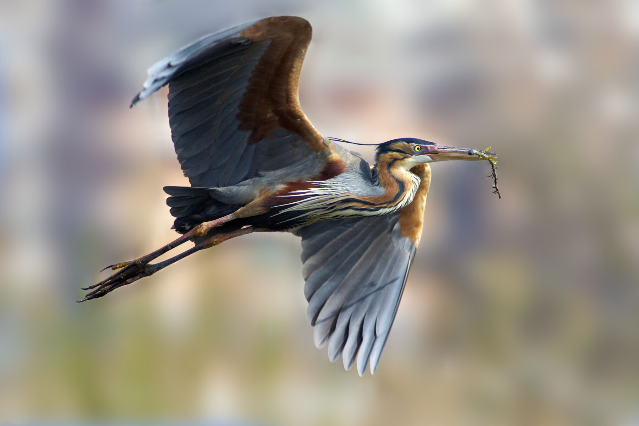 Canon EF 300mm f/2.8L + 2x sample photo. Purple heron photography
