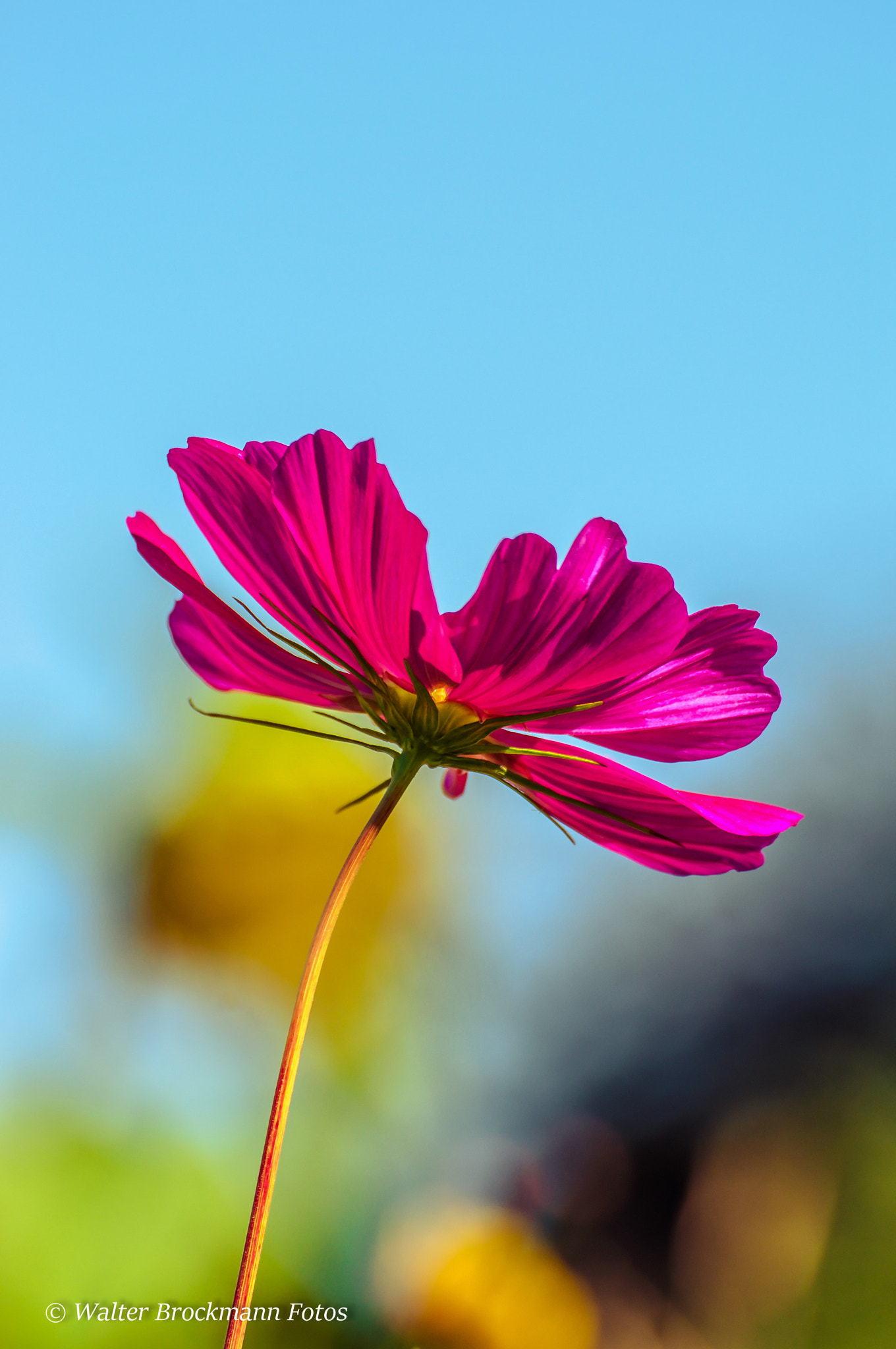 Nikon D5000 sample photo. Blume/flower photography