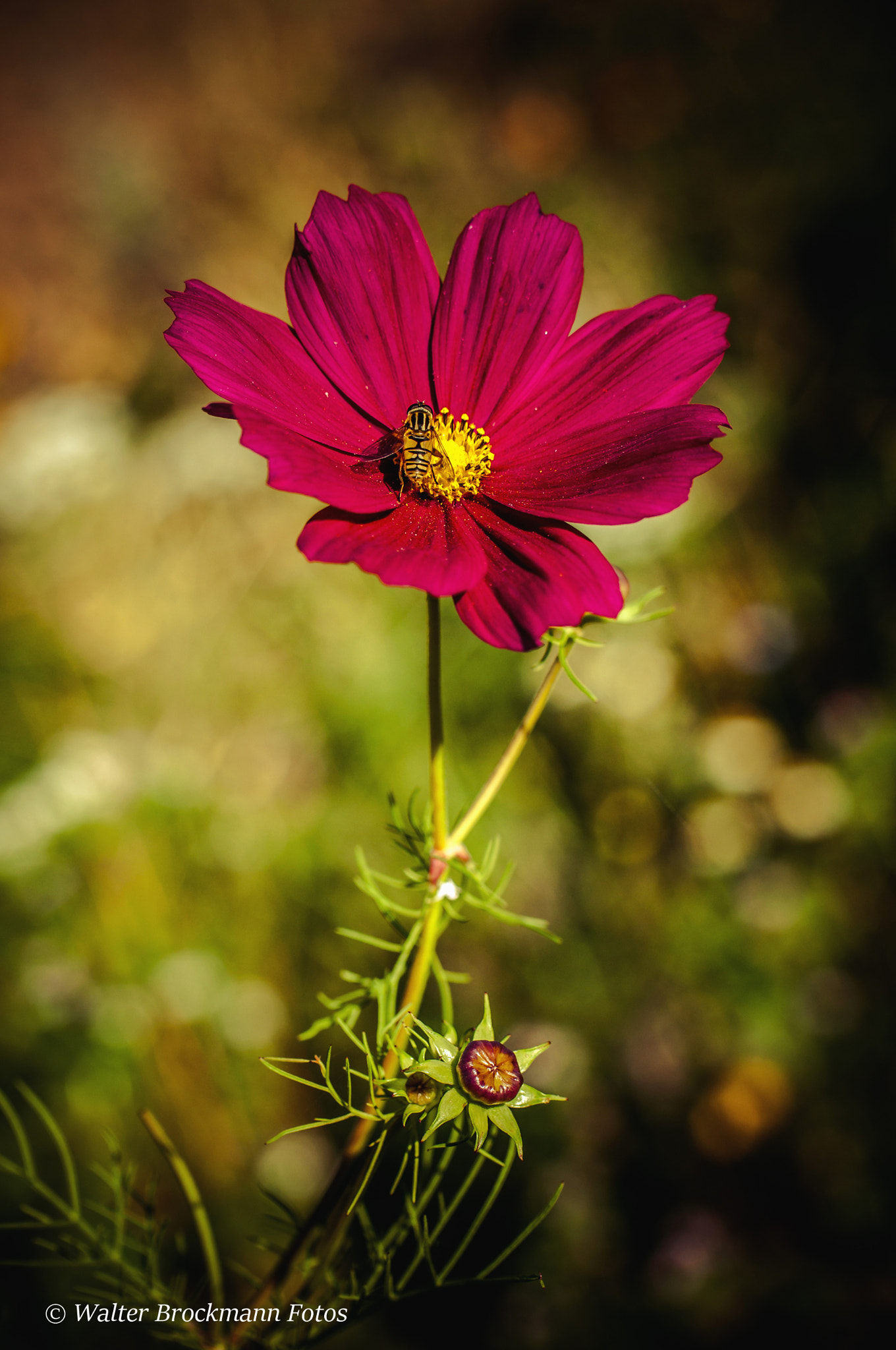 Nikon D5000 sample photo. Tamron 60mm 2.0 macro photography