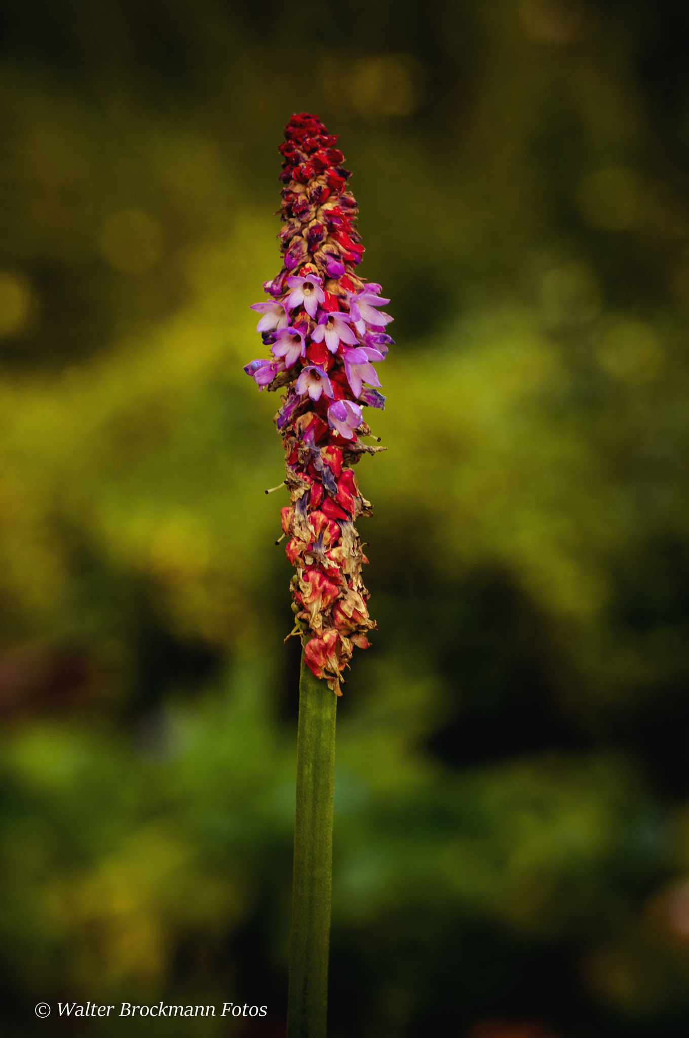 Nikon D5000 sample photo. Tamron 60mm 2.0 macro photography