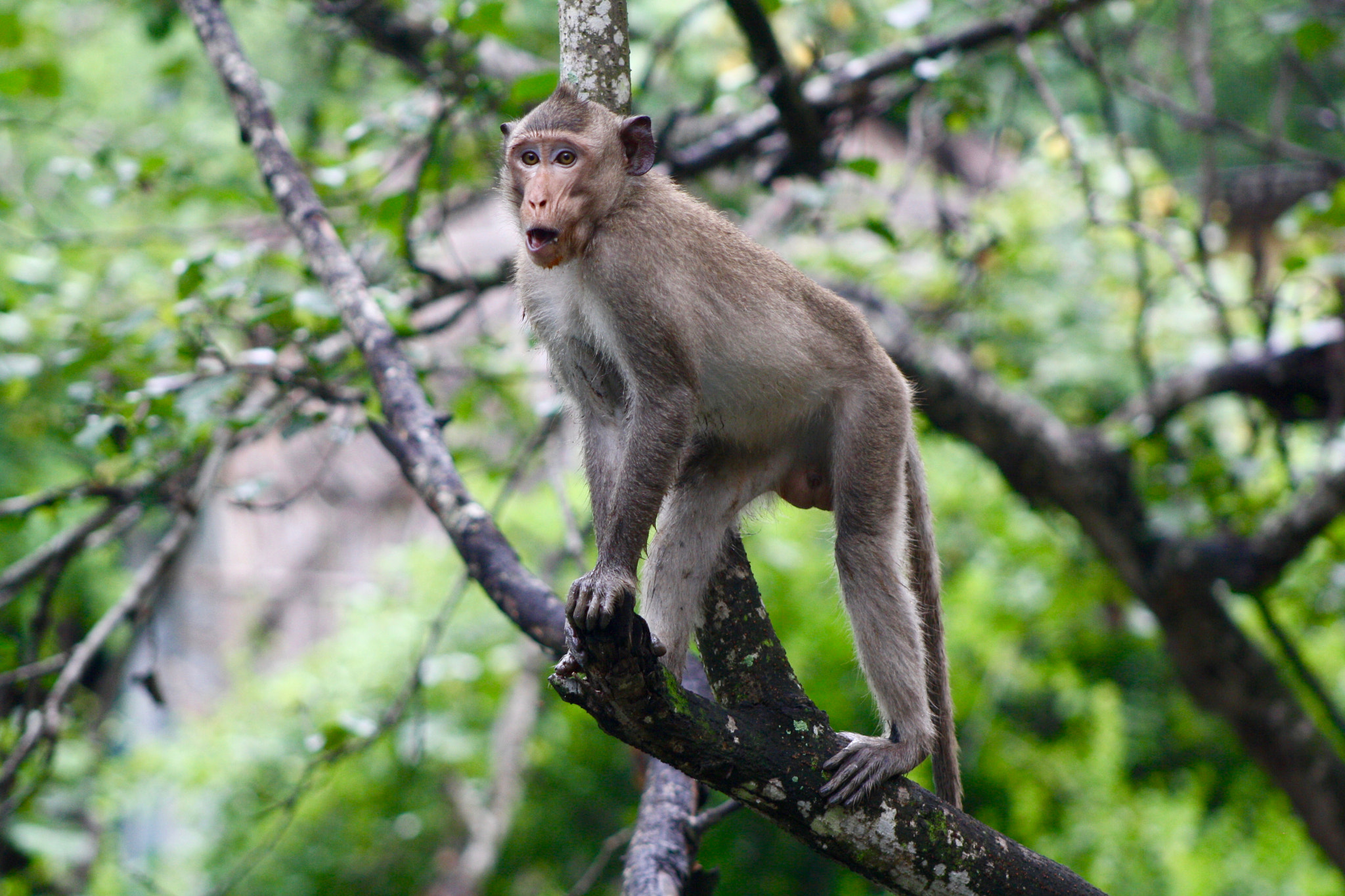 Canon EOS 1000D (EOS Digital Rebel XS / EOS Kiss F) sample photo. Tree monkey photography