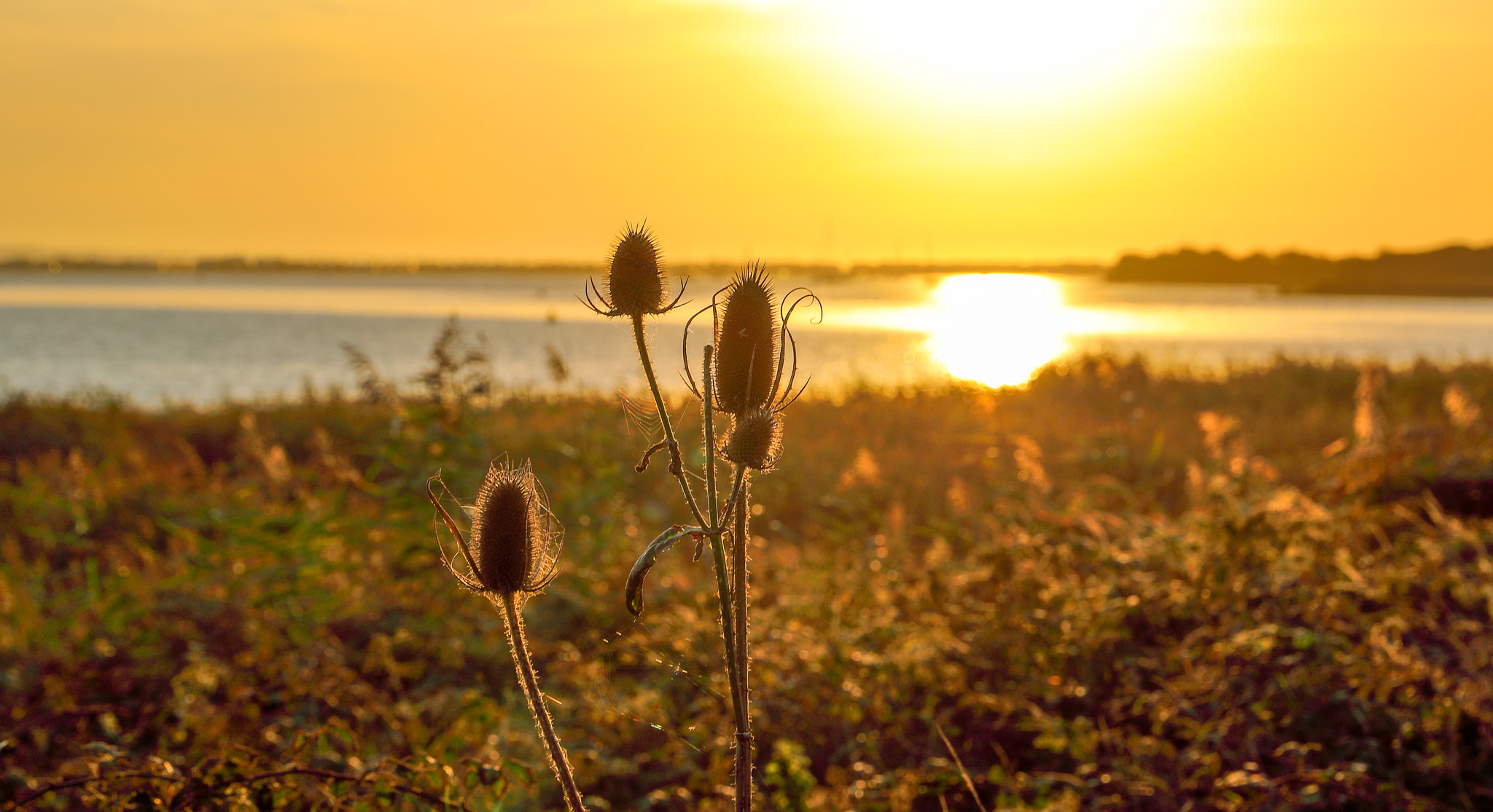 Canon EF 24-105mm F3.5-5.6 IS STM sample photo. Sunrise teasel photography