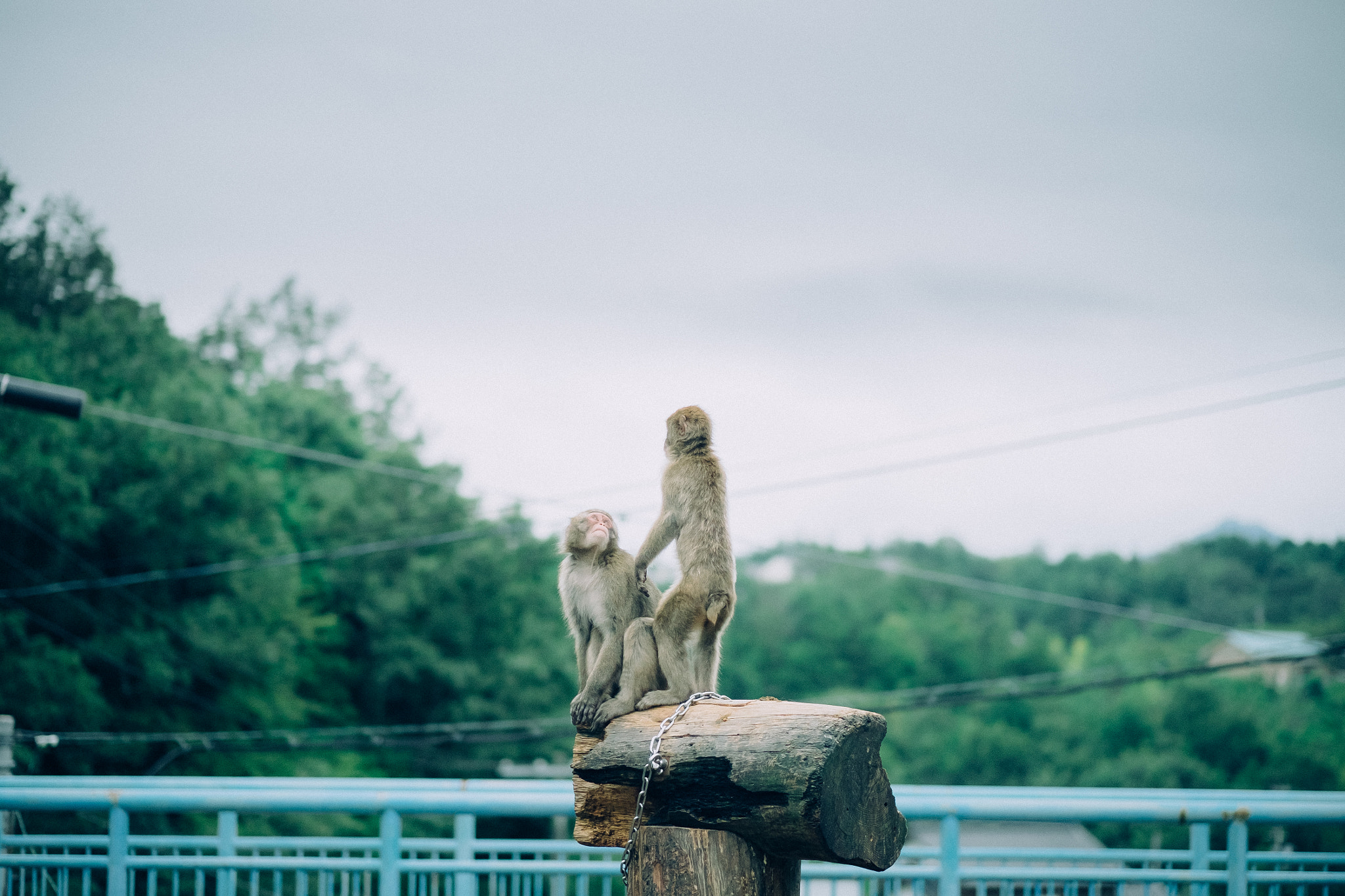 Fujifilm X-T10 + Fujifilm XF 56mm F1.2 R APD sample photo. Sandanike park photography