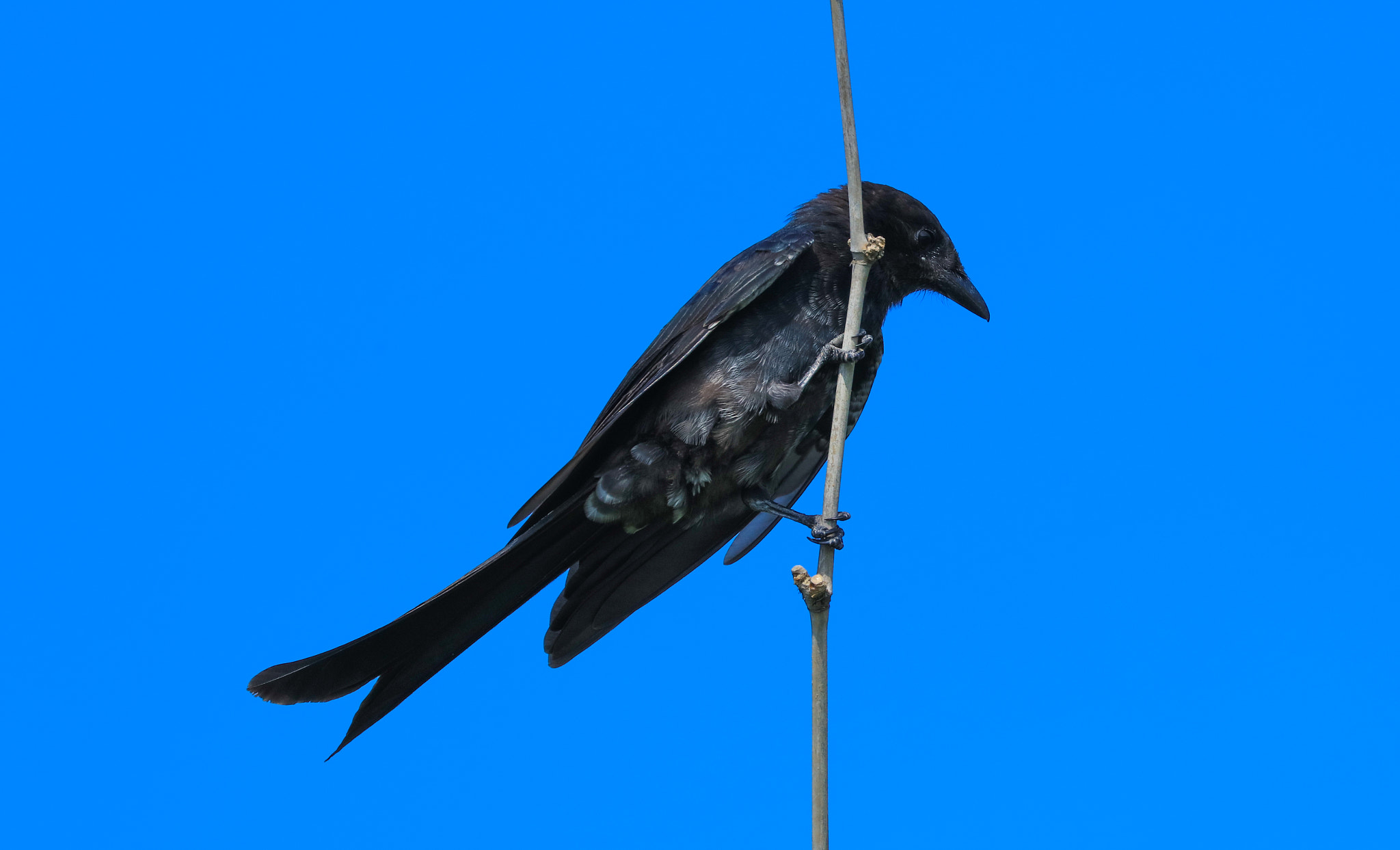 Canon EOS 5DS + Canon EF 100-400mm F4.5-5.6L IS II USM sample photo. Black drongo photography