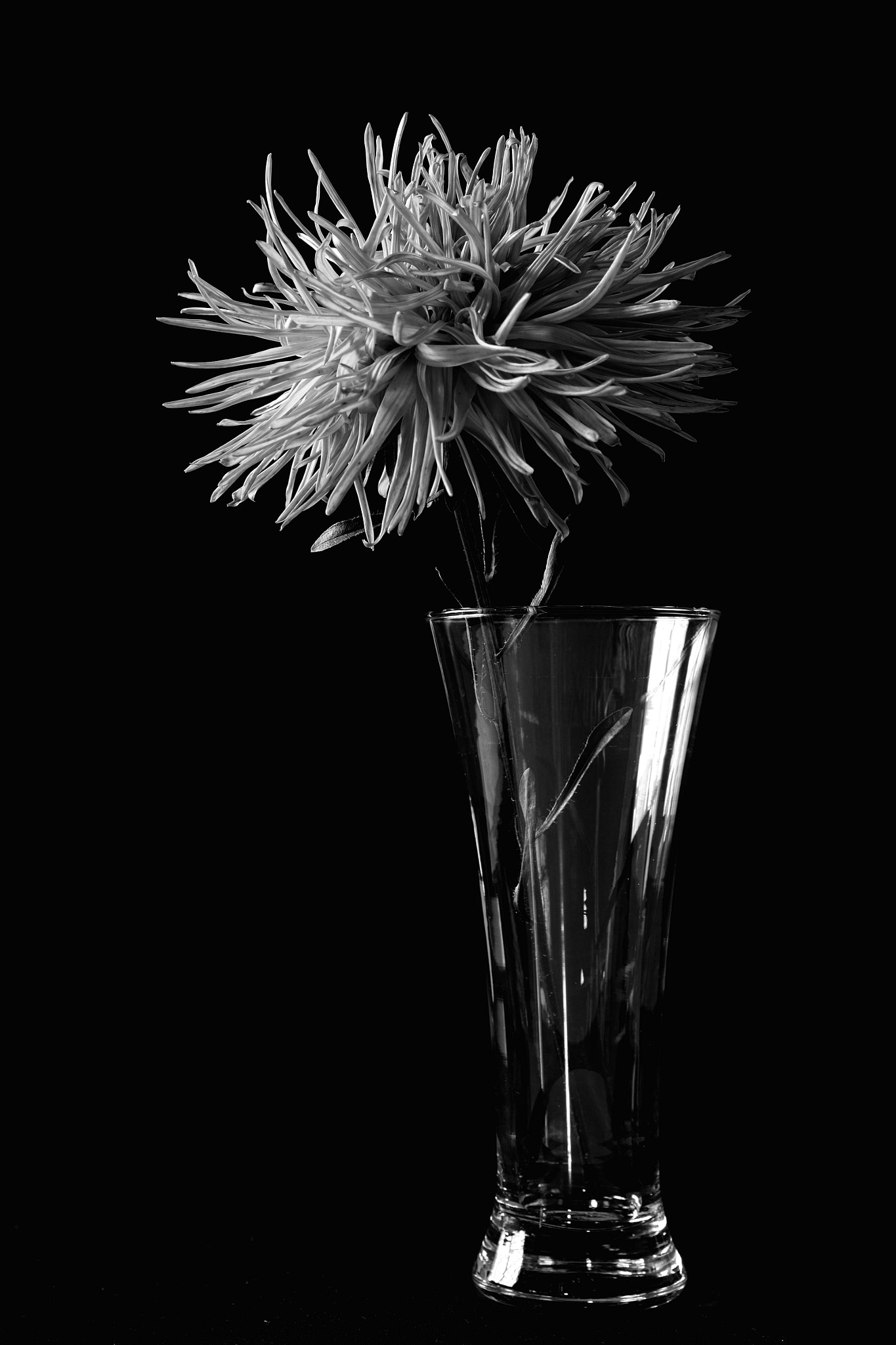 Nikon D600 + Sigma 24-105mm F4 DG OS HSM Art sample photo. Dahlia photography