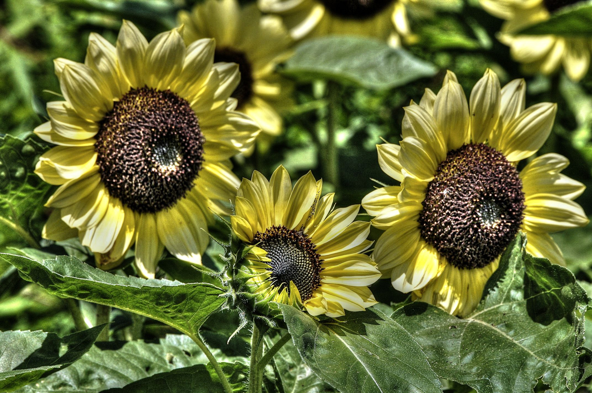 Nikon D300 sample photo. Sunflowers three photography