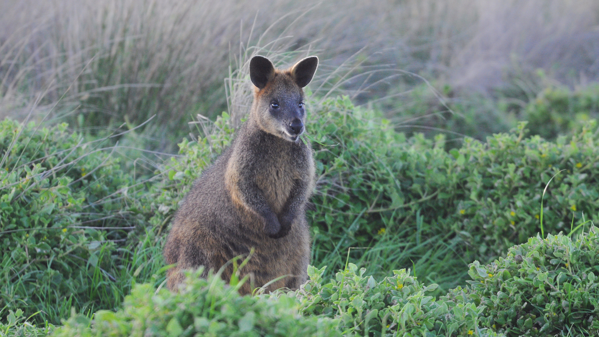 Nikon D90 + Sigma 50-500mm F4.5-6.3 DG OS HSM sample photo. Australian wallaby photography