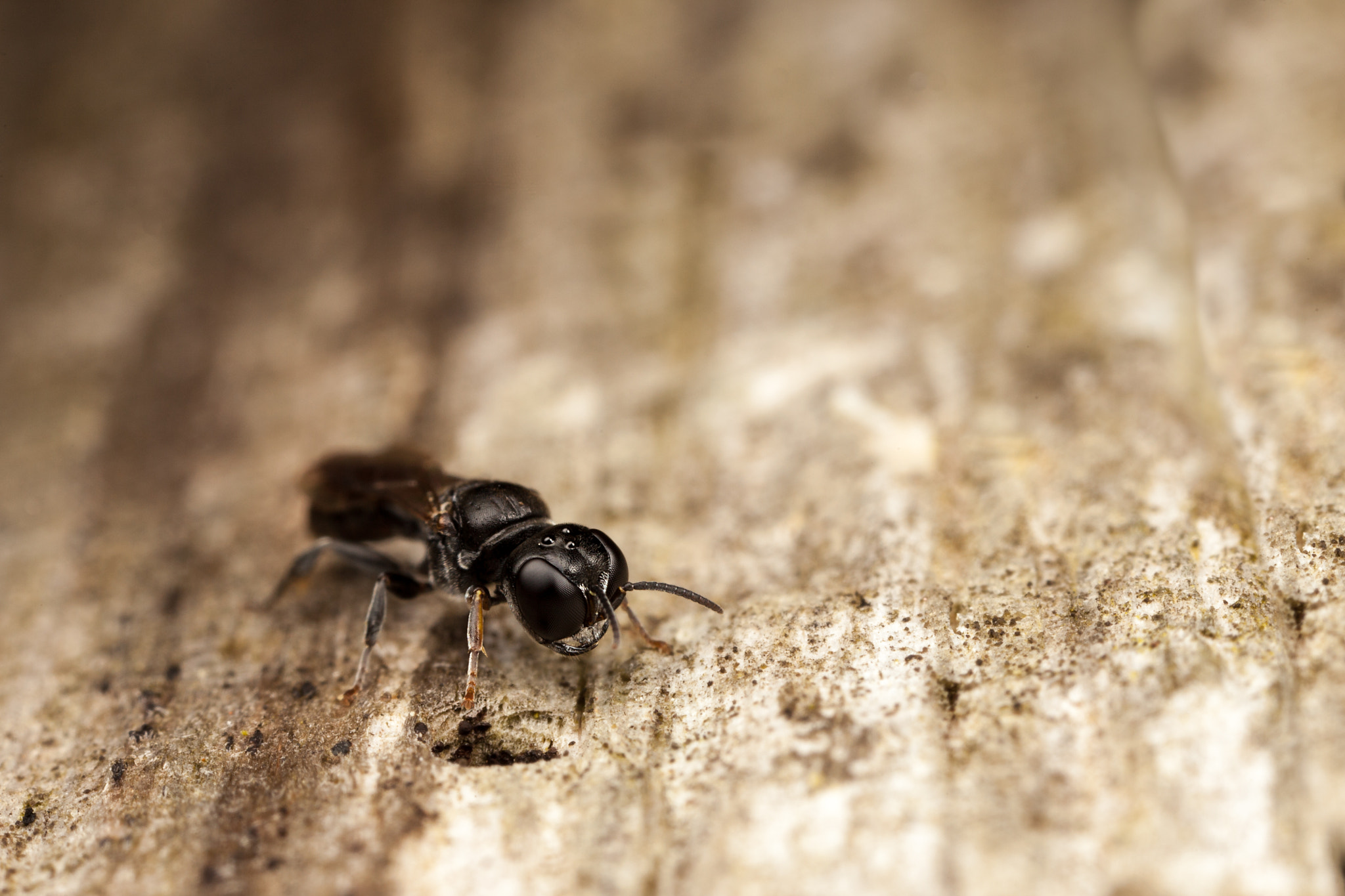 Canon EOS 5D Mark II + Canon MP-E 65mm F2.5 1-5x Macro Photo sample photo. Digger wasp photography