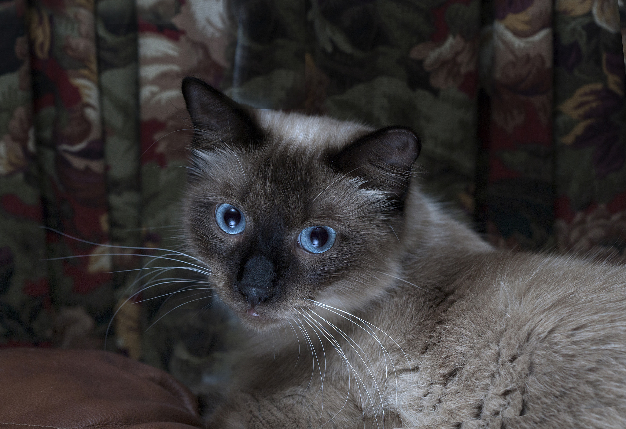 Canon EOS-1Ds Mark II sample photo. Blue eyes photography