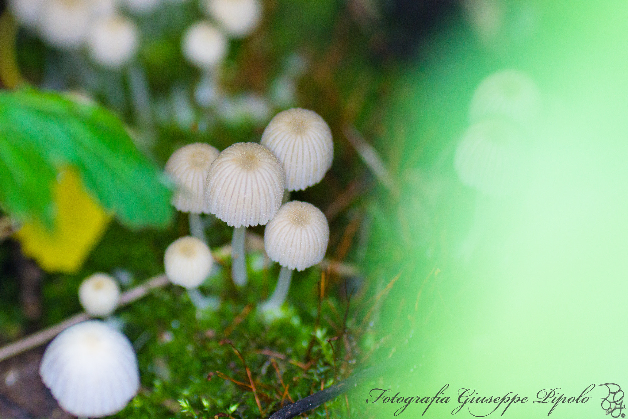 Sony SLT-A77 + Tamron SP AF 90mm F2.8 Di Macro sample photo. Coprinellus disseminatus photography