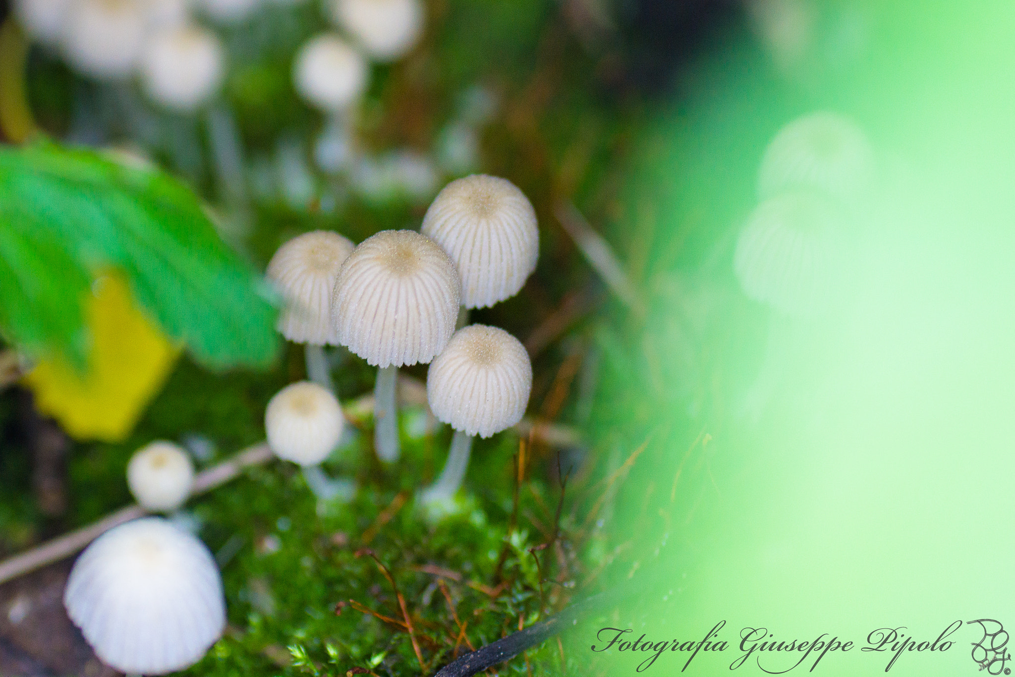 Sony SLT-A77 sample photo. Coprinellus disseminatus photography