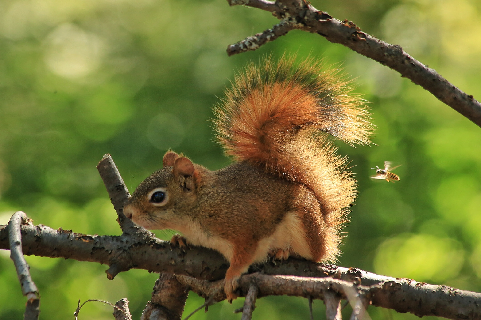 Canon EF 70-300mm F4-5.6 IS USM sample photo