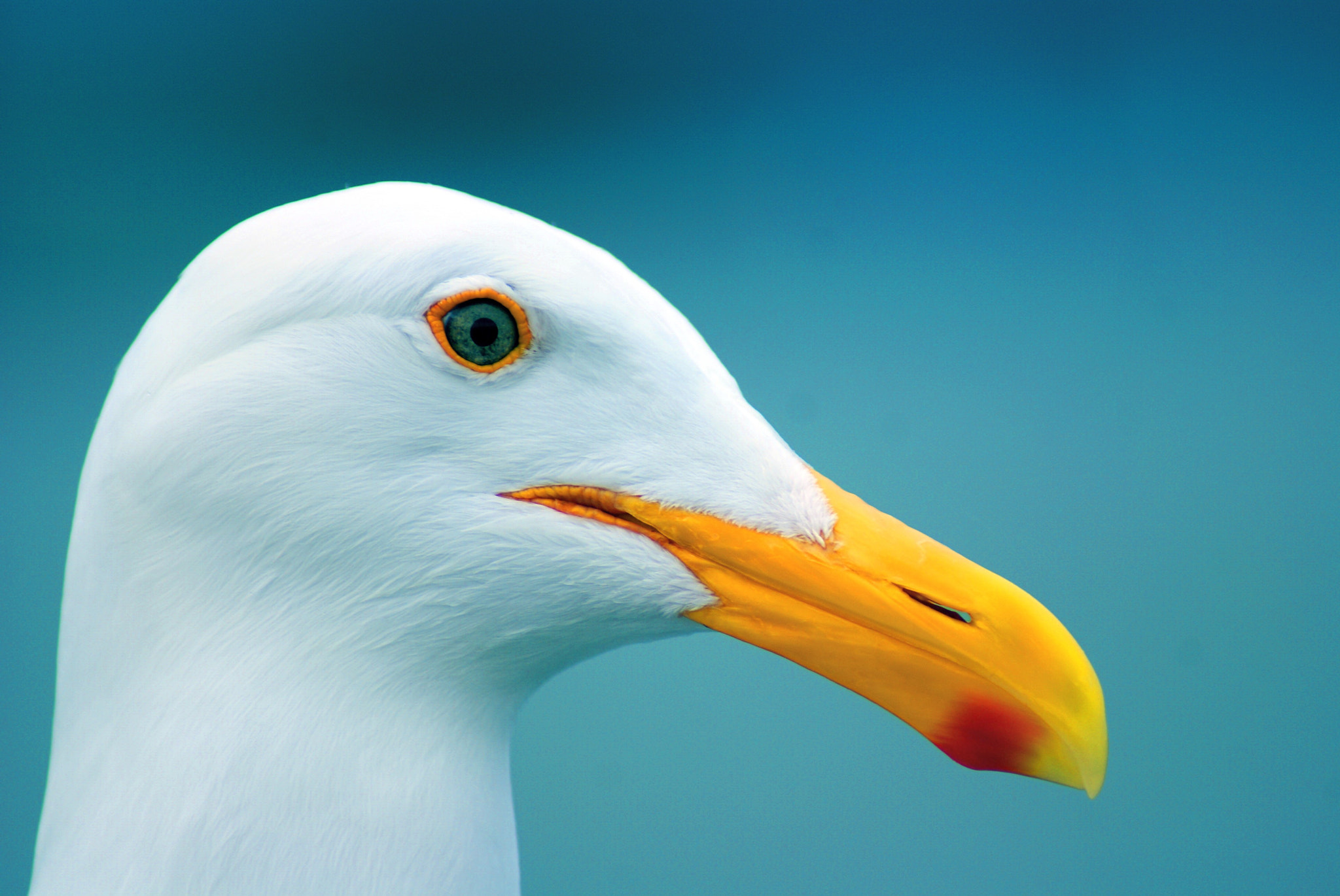 Sony Alpha DSLR-A300 sample photo. Seagull portrait photography