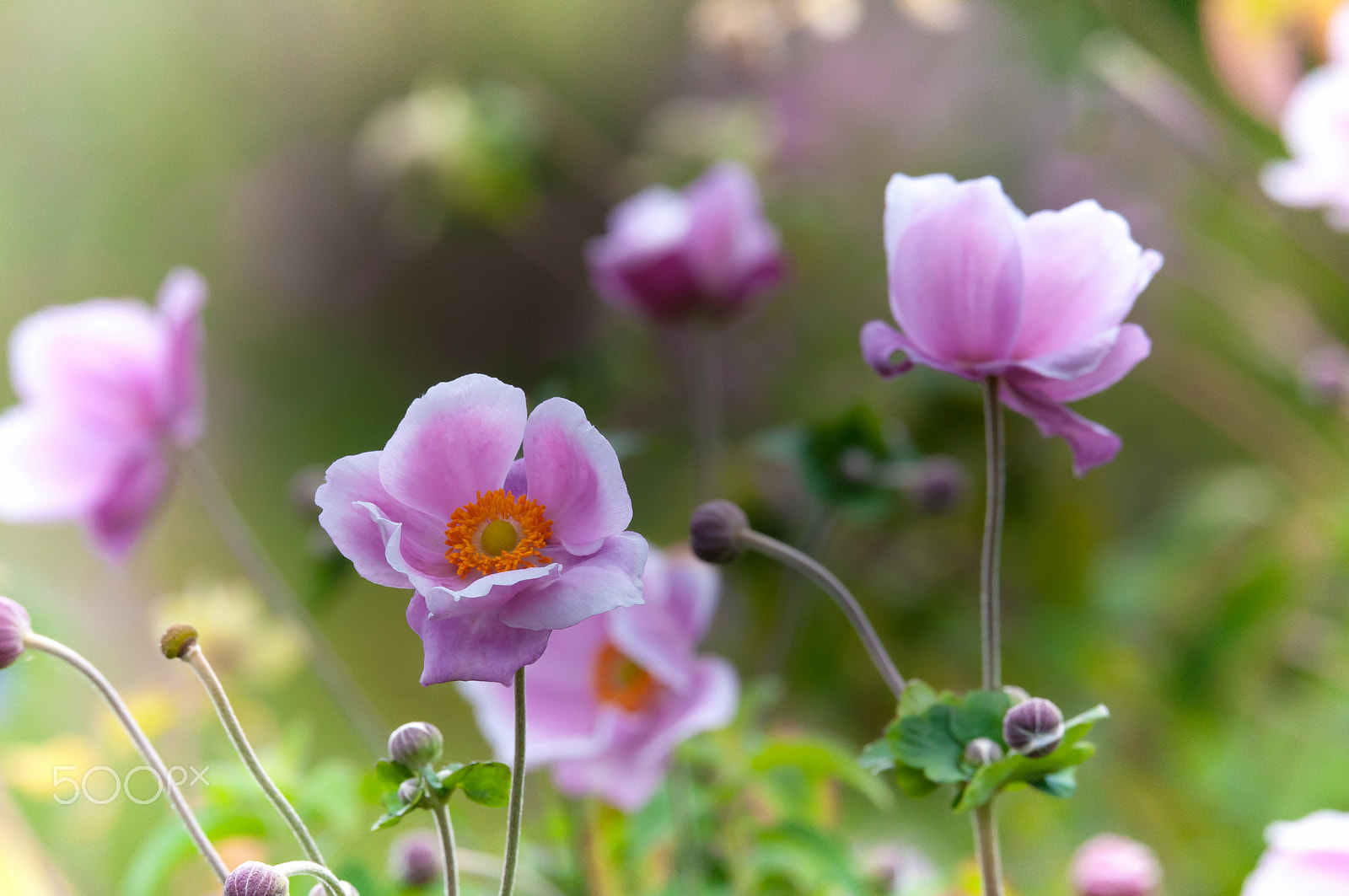 Sigma 150-600mm F5-6.3 DG OS HSM | S sample photo. A pretty flowers. photography