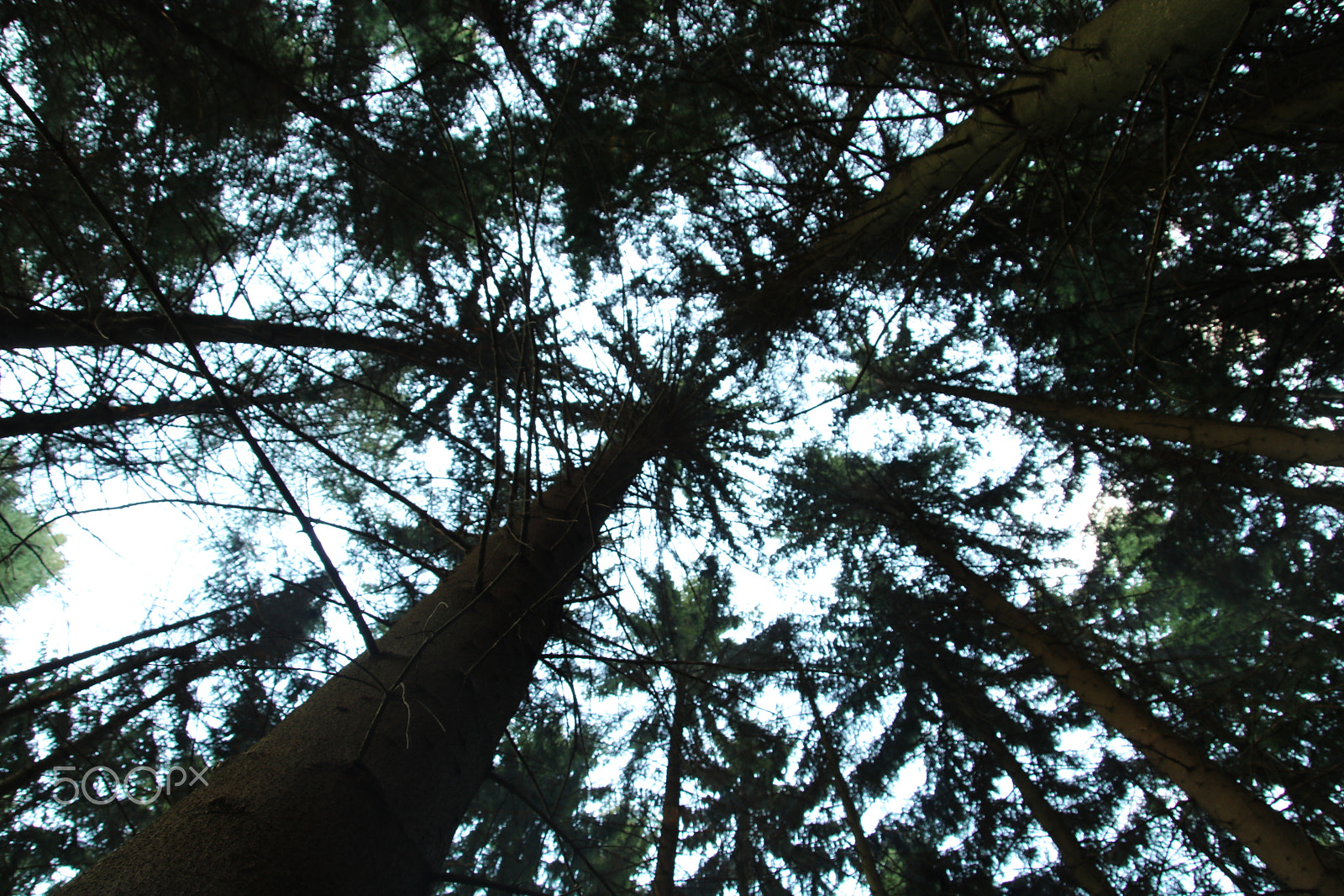 Canon EOS 750D (EOS Rebel T6i / EOS Kiss X8i) + Canon TS-E 90mm F2.8 Tilt-Shift sample photo. Trees in the blackforest photography