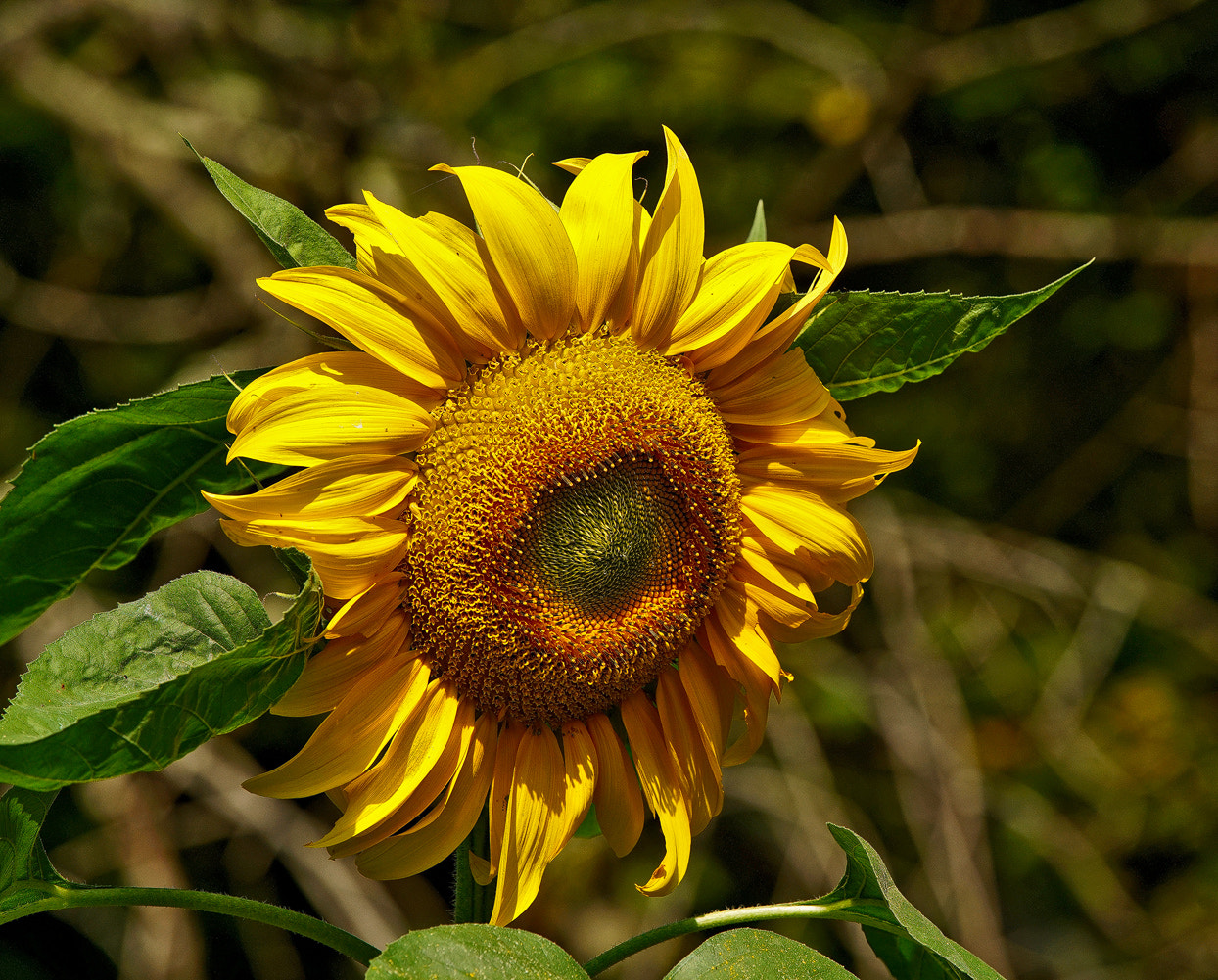 70-200mm F2.8 G SSM OSS II sample photo. Evening sun photography