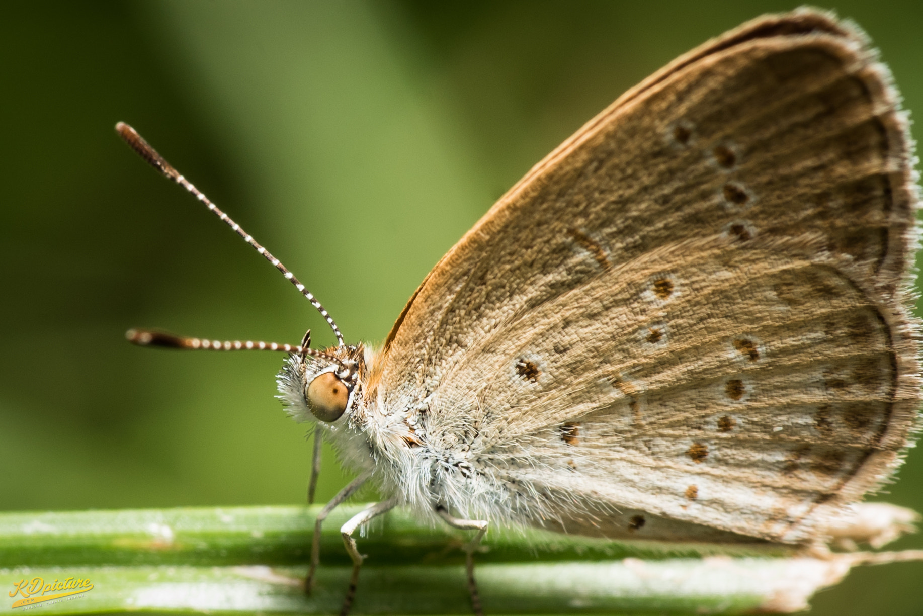 Nikon D750 + AF Nikkor 85mm f/1.8 sample photo. K macro photography