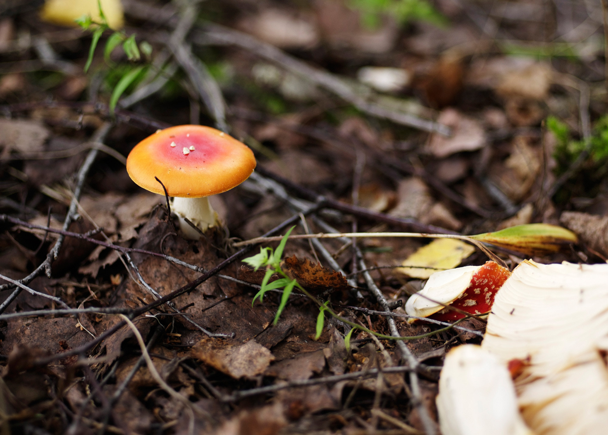Pentax 645D sample photo. Mushrooms photography