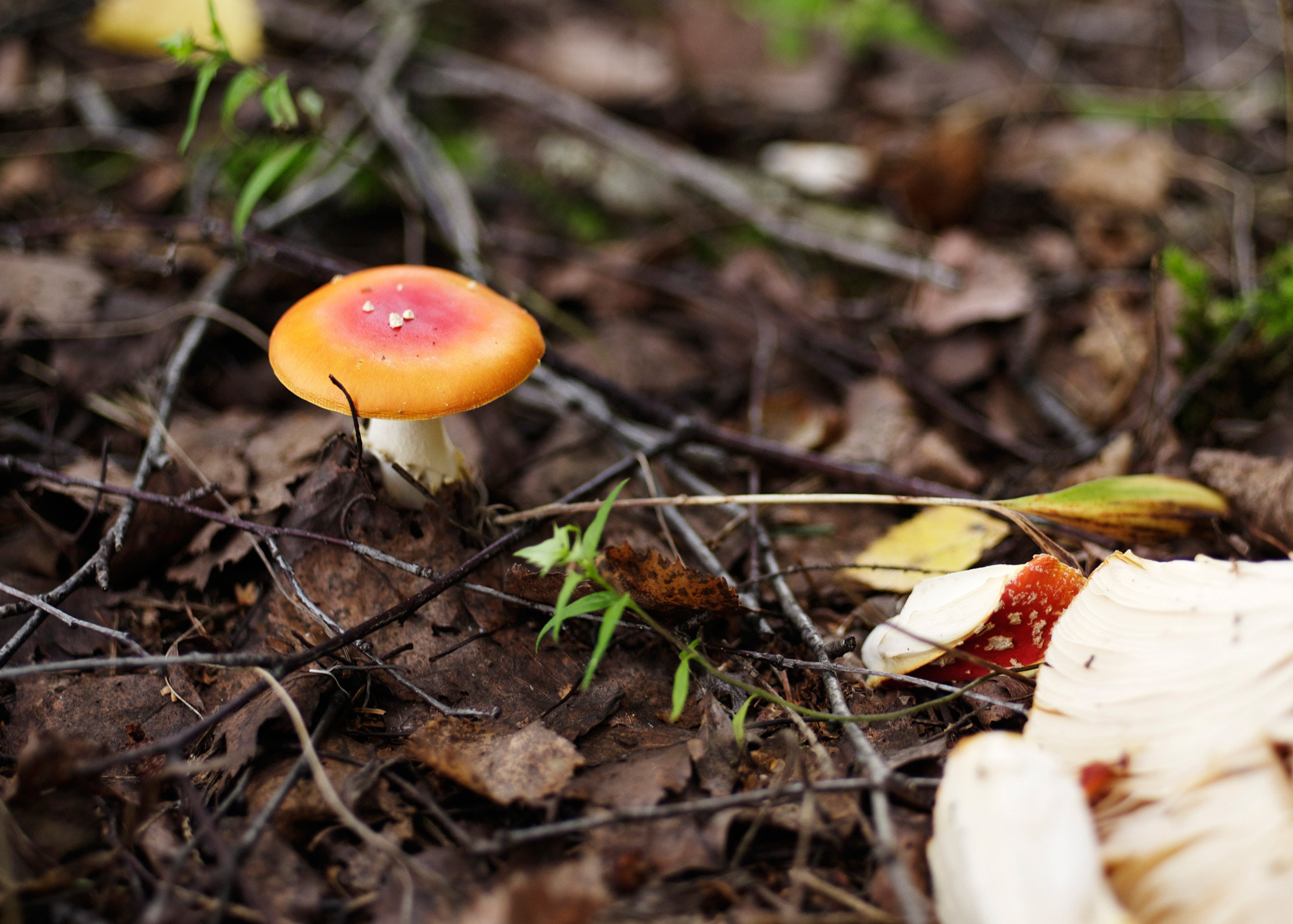 Pentax 645D + smc PENTAX-FA 645 75mm F2.8 sample photo. Mushrooms photography