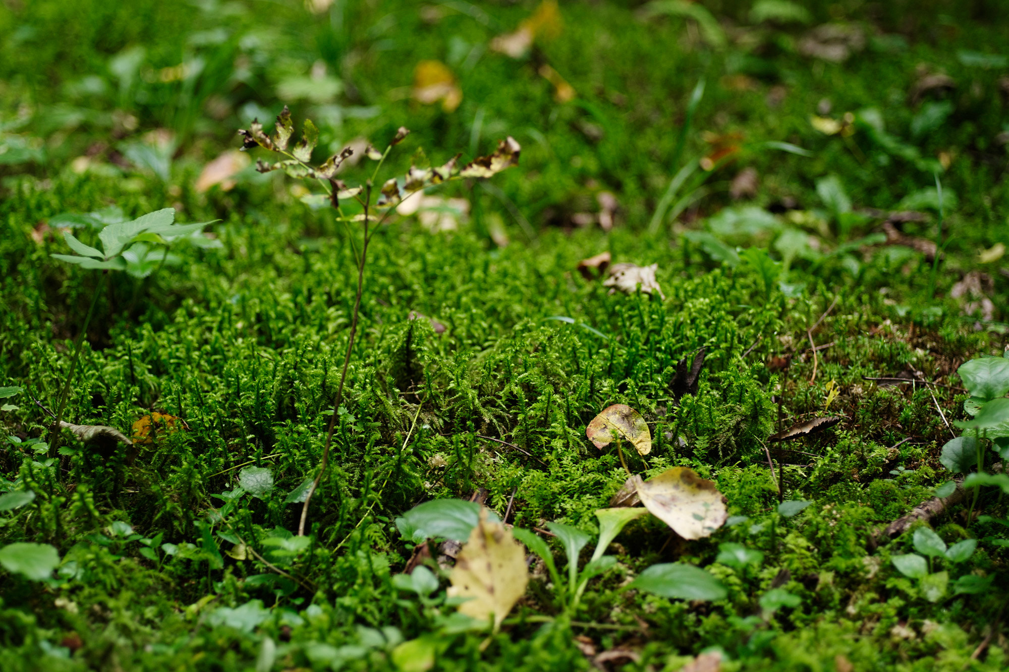 Pentax 645D sample photo. Forest photography