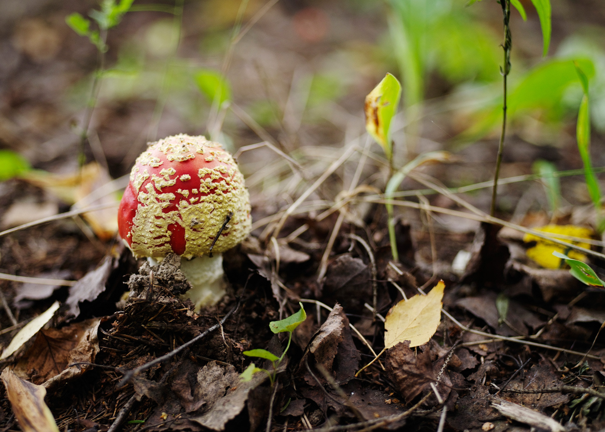 Pentax 645D sample photo. Mushrooms photography