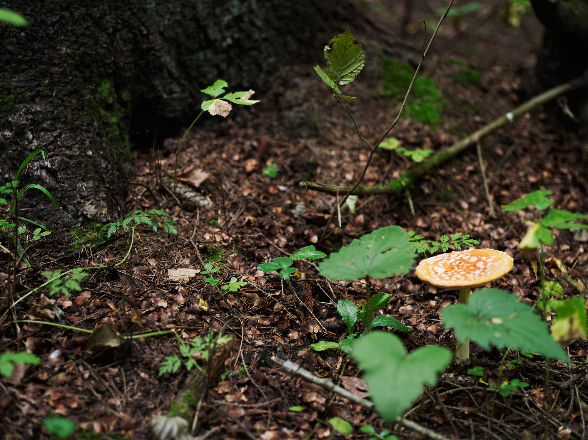 Pentax 645D sample photo. Mushrooms photography