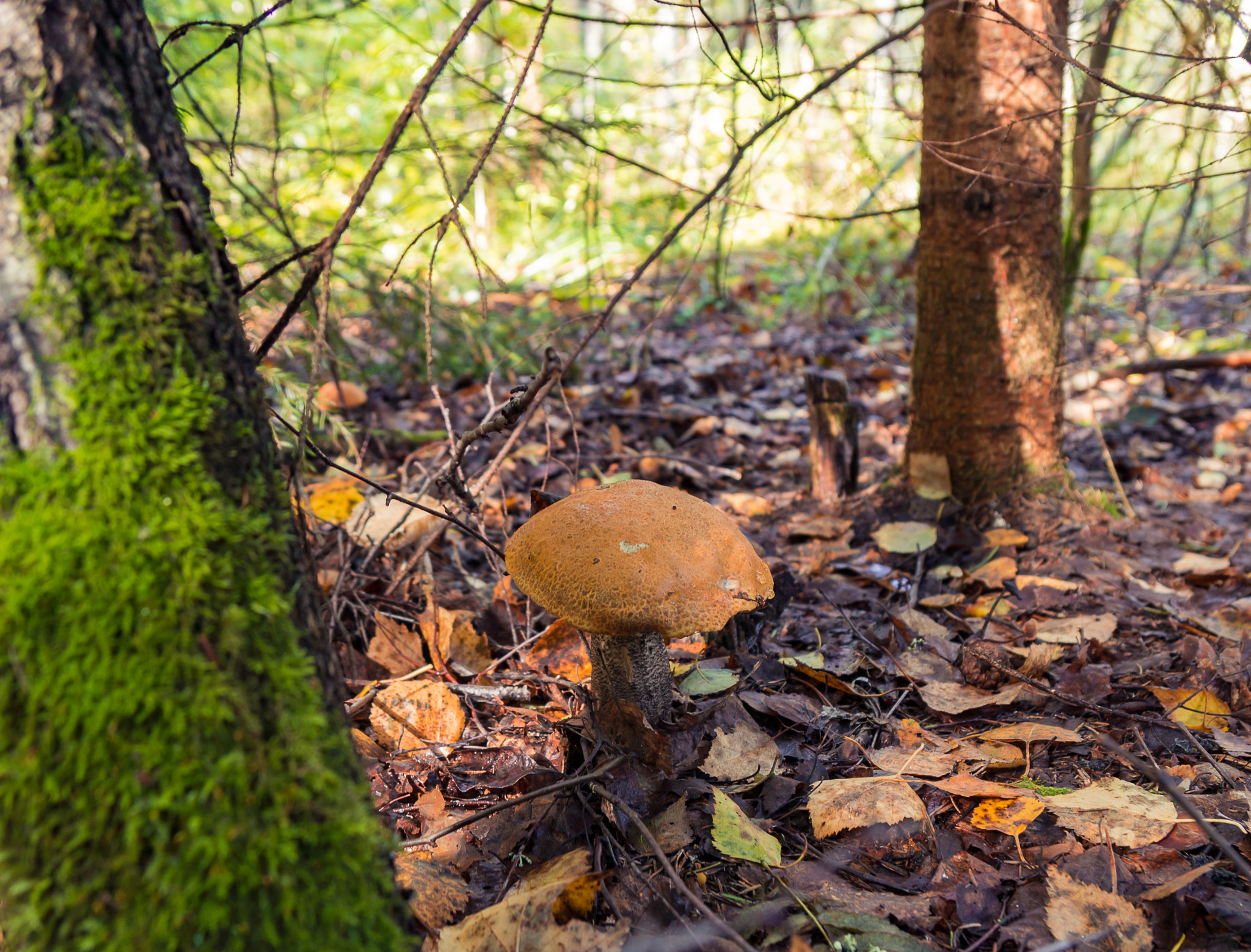 Sony Alpha NEX-5N + Sony Vario-Tessar T* E 16-70mm F4 ZA OSS sample photo. Mushroom hunting photography