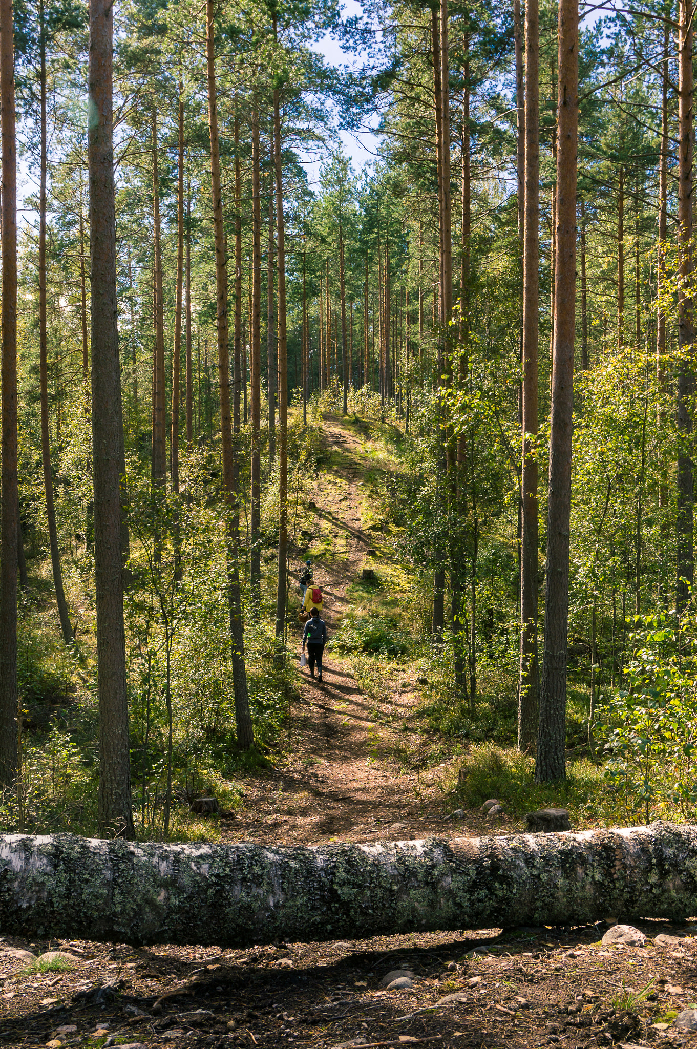 Sony Alpha NEX-5N + Sony Vario-Tessar T* E 16-70mm F4 ZA OSS sample photo. Mushroom hunters photography