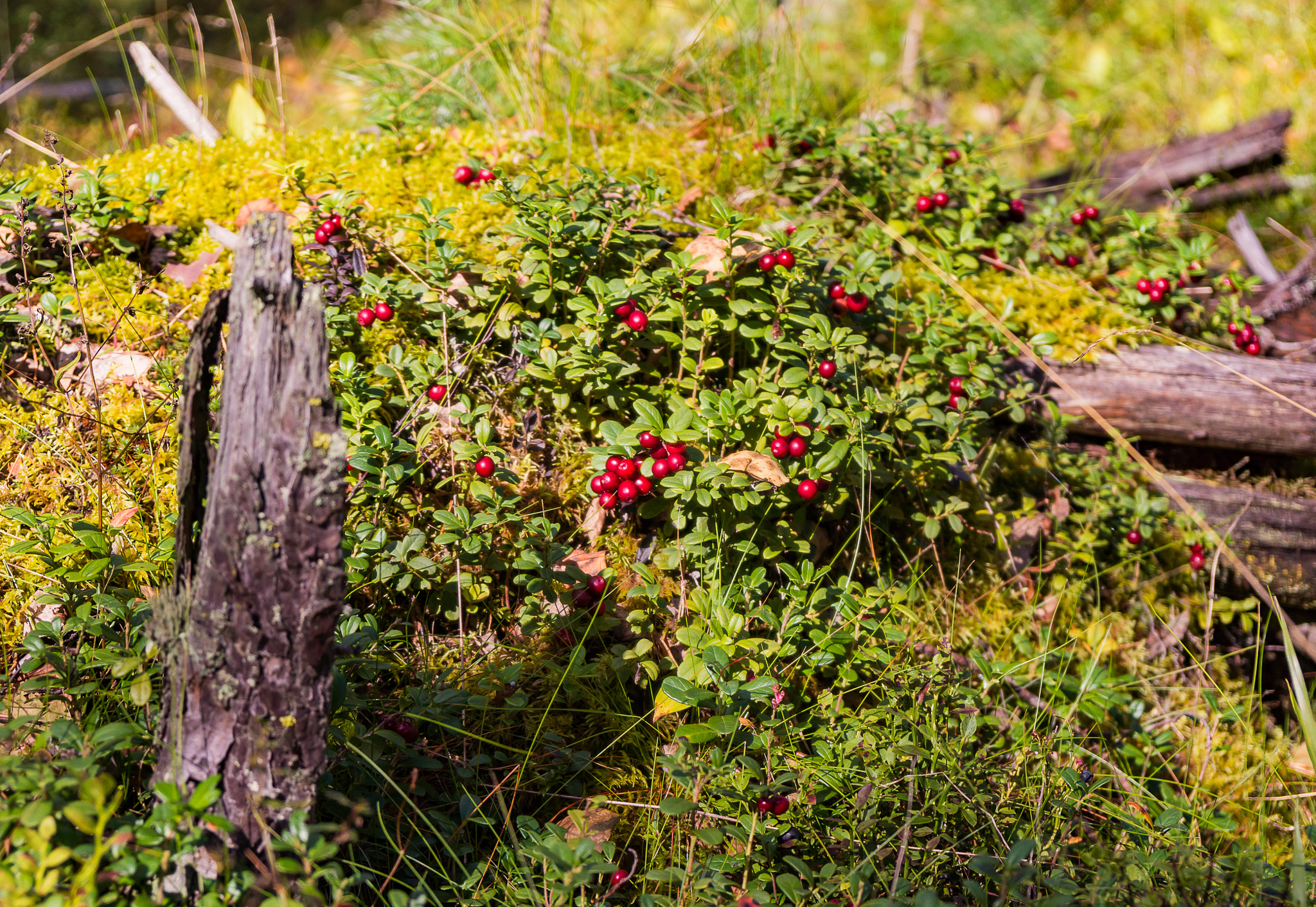 Sony Alpha NEX-5N + Sony Vario-Tessar T* E 16-70mm F4 ZA OSS sample photo. Berries spot photography