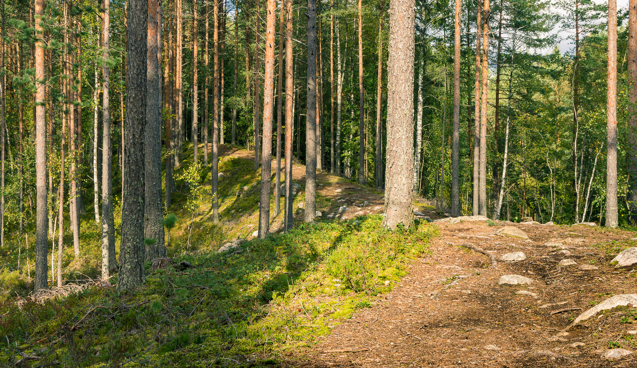 Sony Alpha NEX-5N + Sony Vario-Tessar T* E 16-70mm F4 ZA OSS sample photo. Forest paths photography