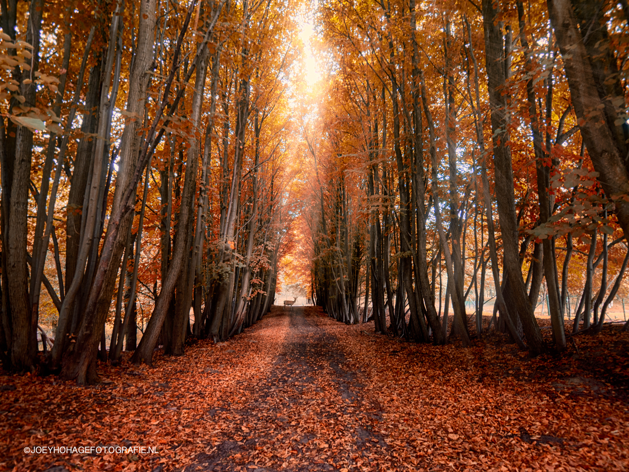 Panasonic Lumix DMC-G7 + OLYMPUS M.9-18mm F4.0-5.6 sample photo. Fall wood and rays photography