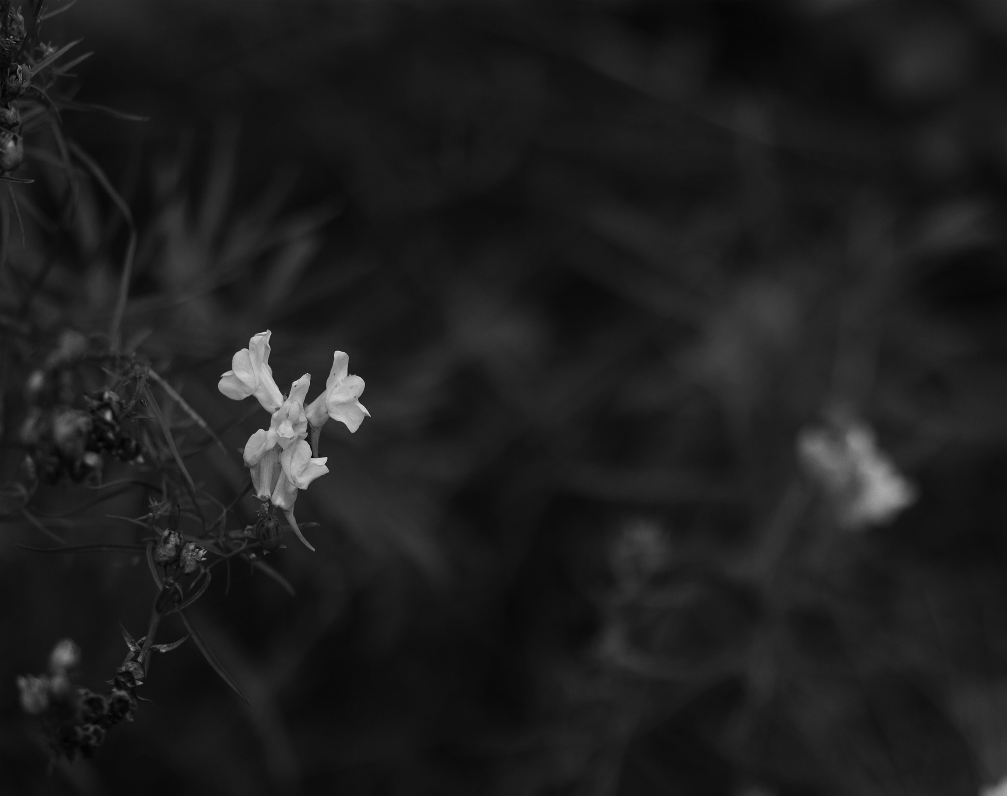 Sigma 105mm F2.8 EX DG Macro sample photo. *** photography