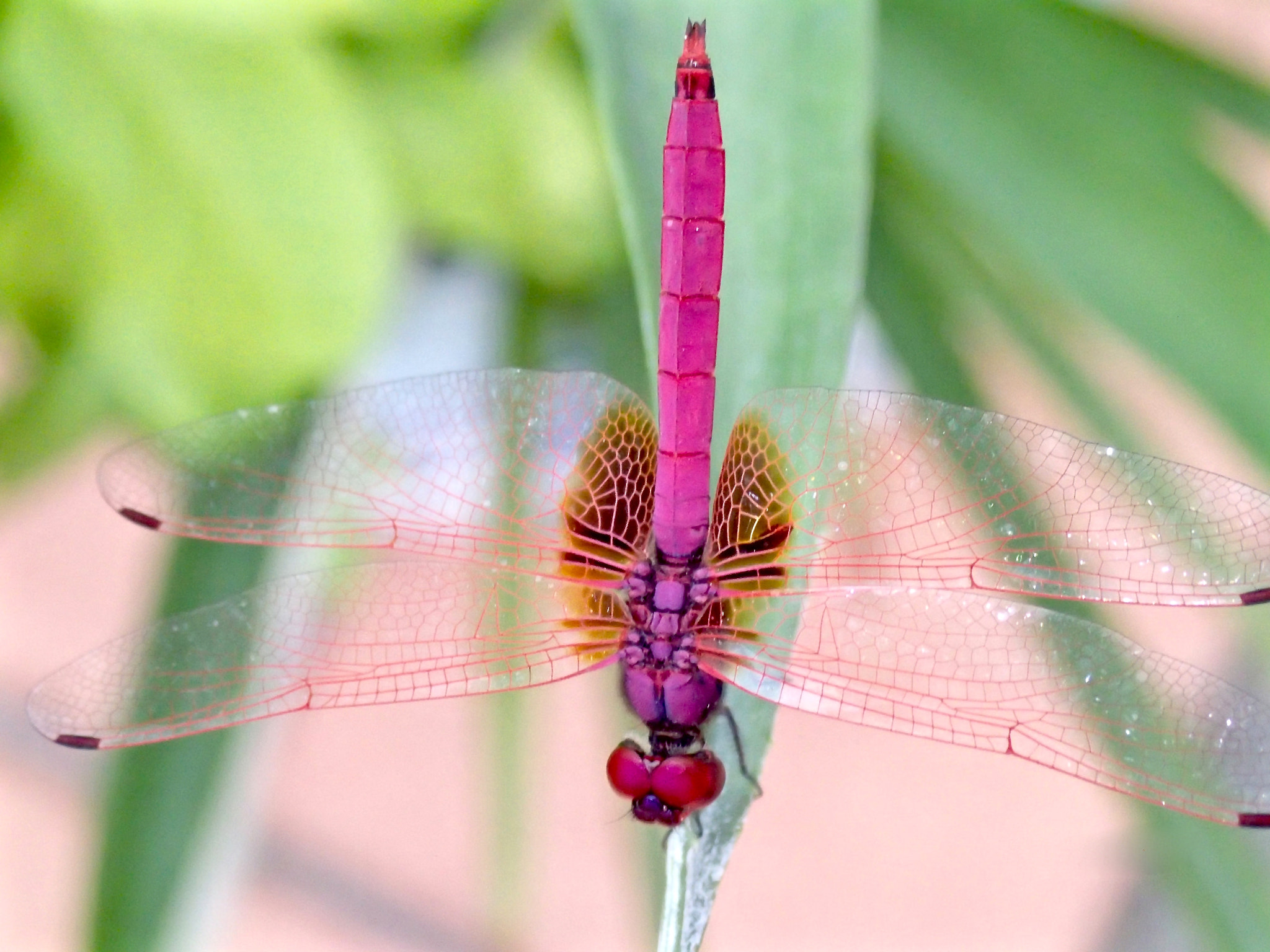 Olympus TG-1 sample photo. Male crimson dragonfly photography