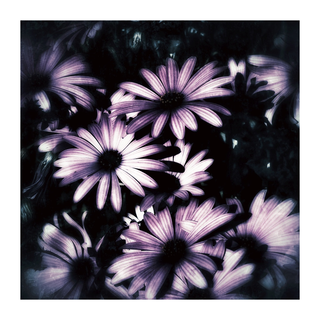 Olympus OM-D E-M1 + Olympus M.Zuiko Digital 25mm F1.8 sample photo. Daisies photography