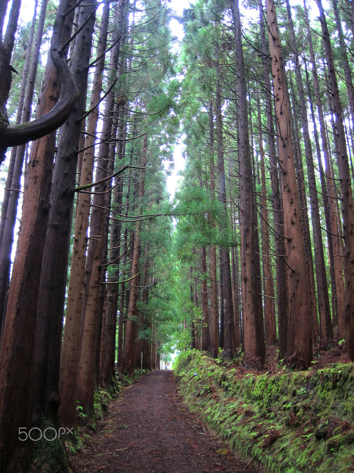 Canon PowerShot D10 sample photo. Path photography