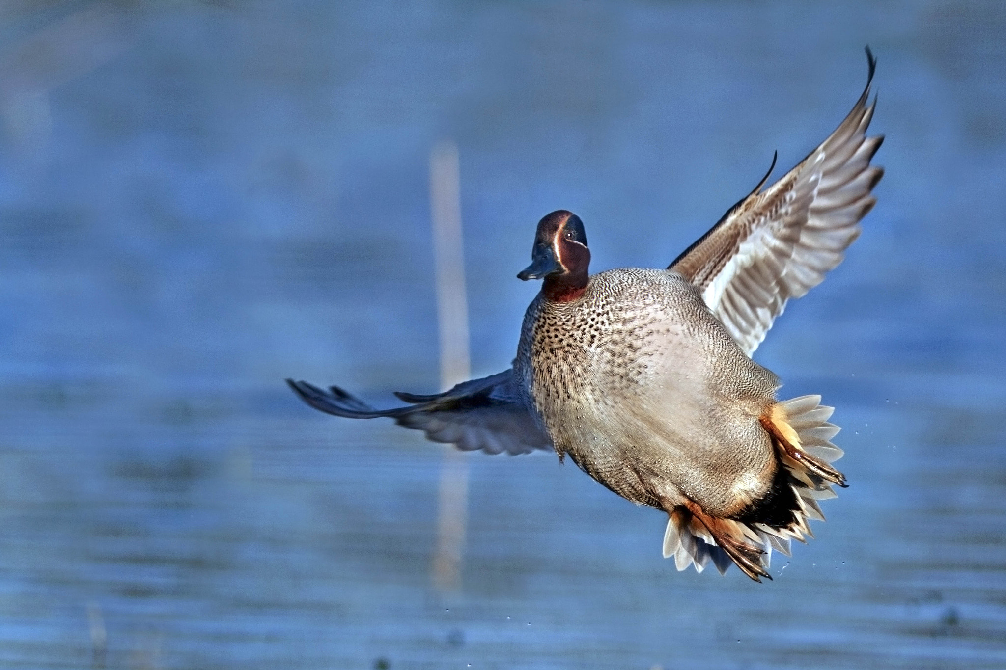Canon EF 300mm f/2.8L + 2x sample photo. Tail photography