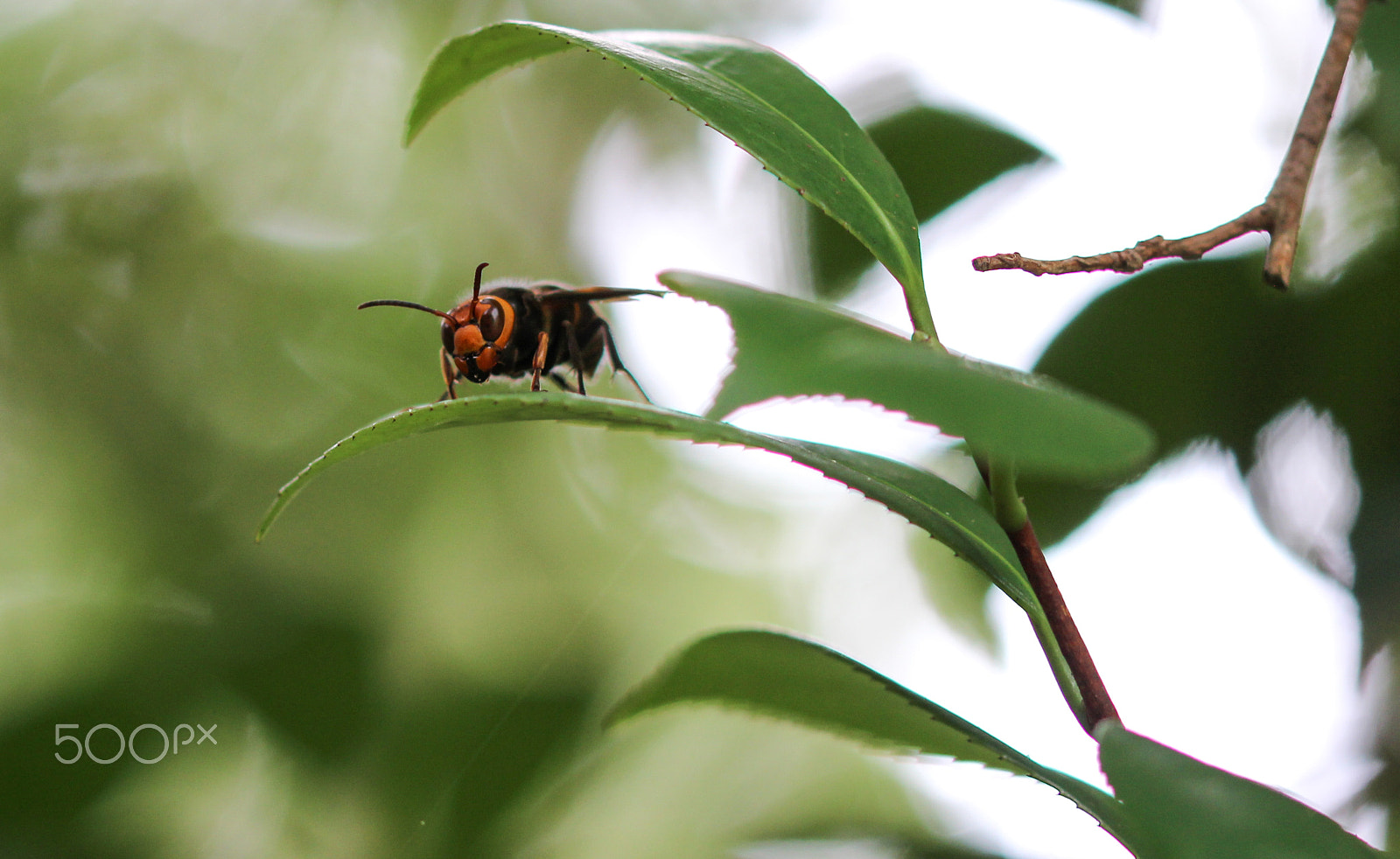 Sigma 105mm F2.8 EX DG OS HSM sample photo. Anger incarnate photography