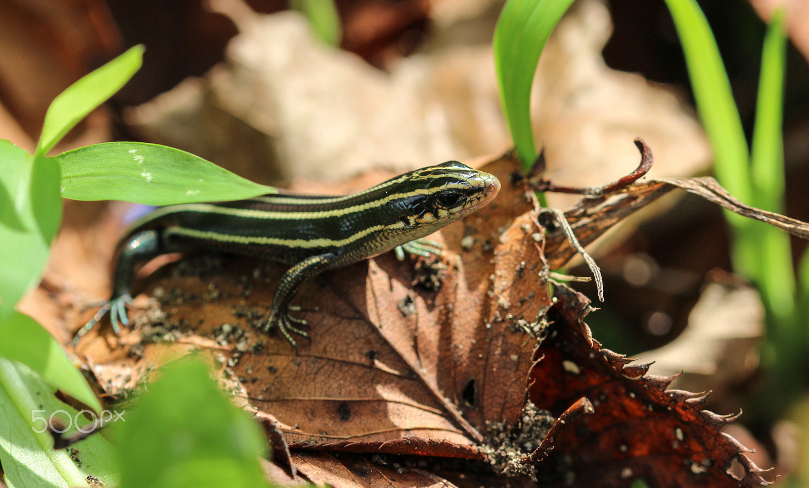 Sigma 105mm F2.8 EX DG OS HSM sample photo. Little dragon ii photography