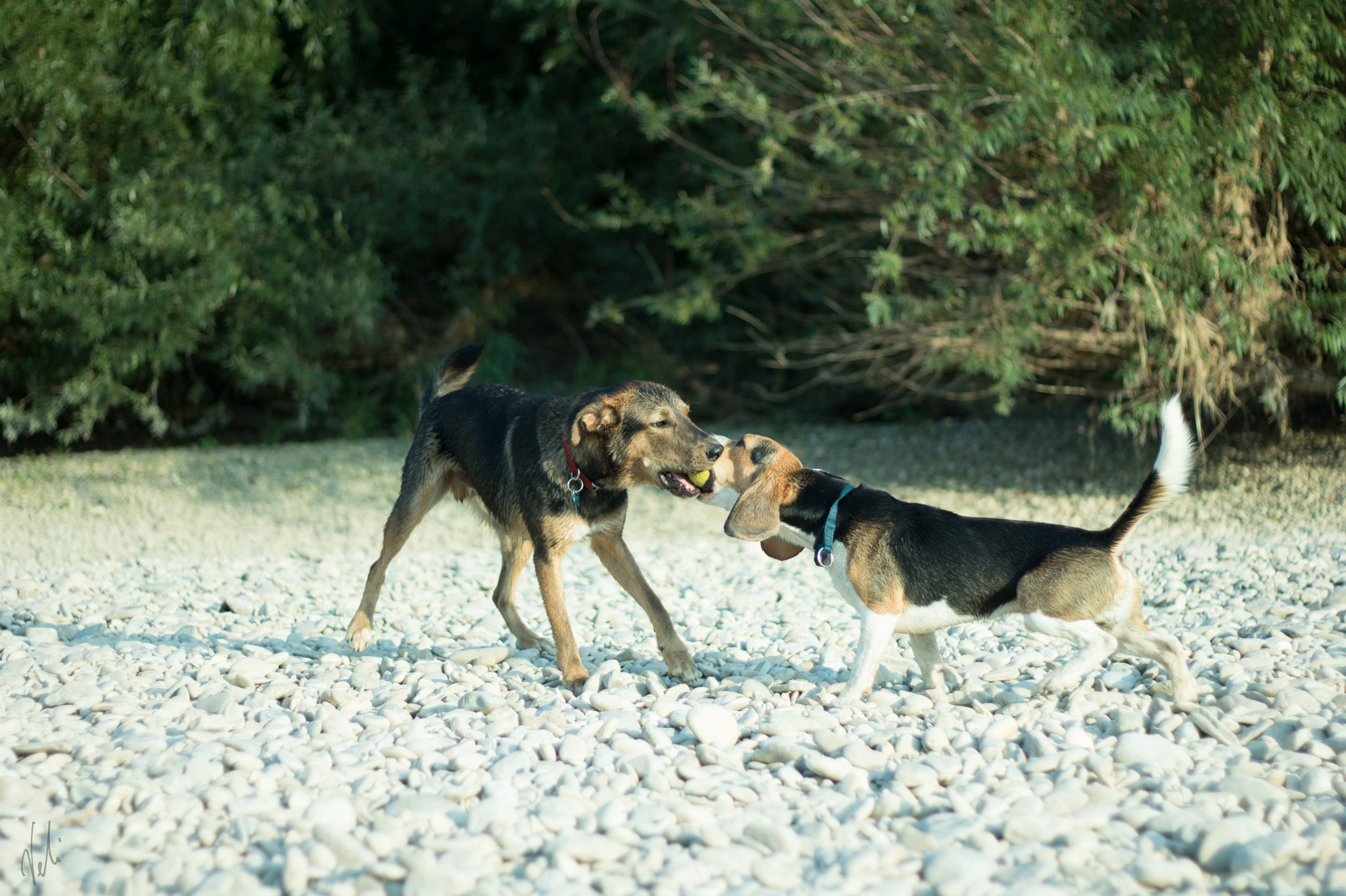 Canon EOS 750D (EOS Rebel T6i / EOS Kiss X8i) + Canon EF 50mm F1.8 II sample photo. Buddies photography