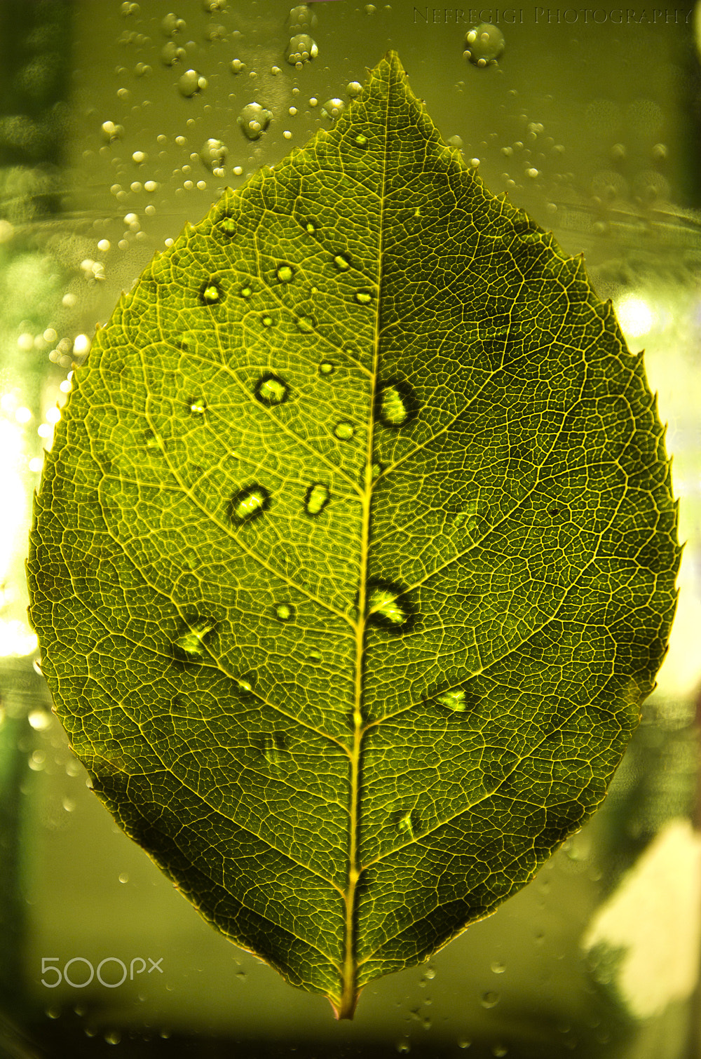 Pentax K-50 sample photo. Leaf photography