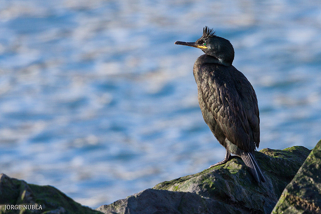 Canon EF 500mm F4L IS II USM sample photo. Cormorán moñudo (phalacrocorax aristotelis). photography