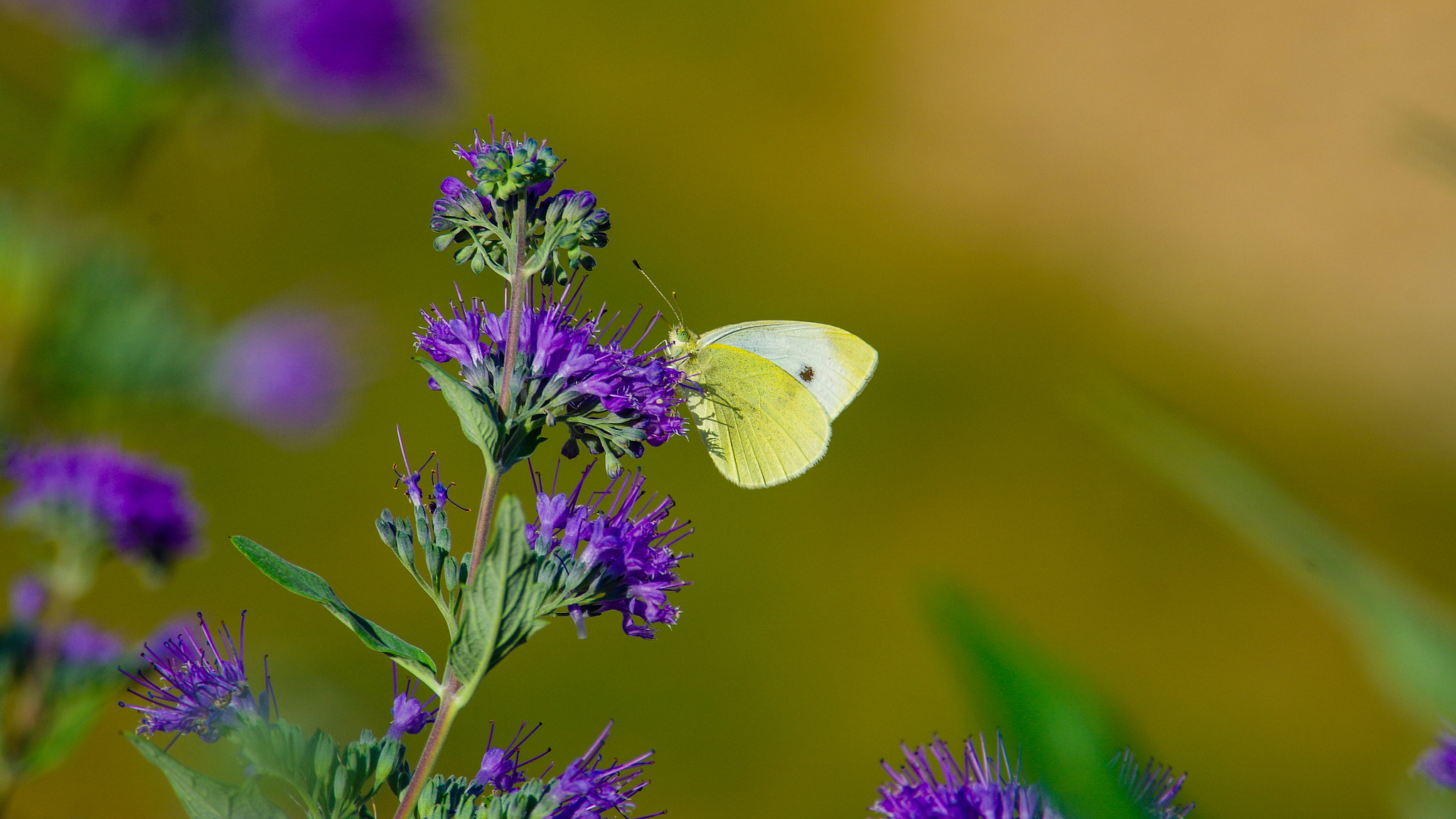 Pentax K-30 sample photo. Butterfly photography