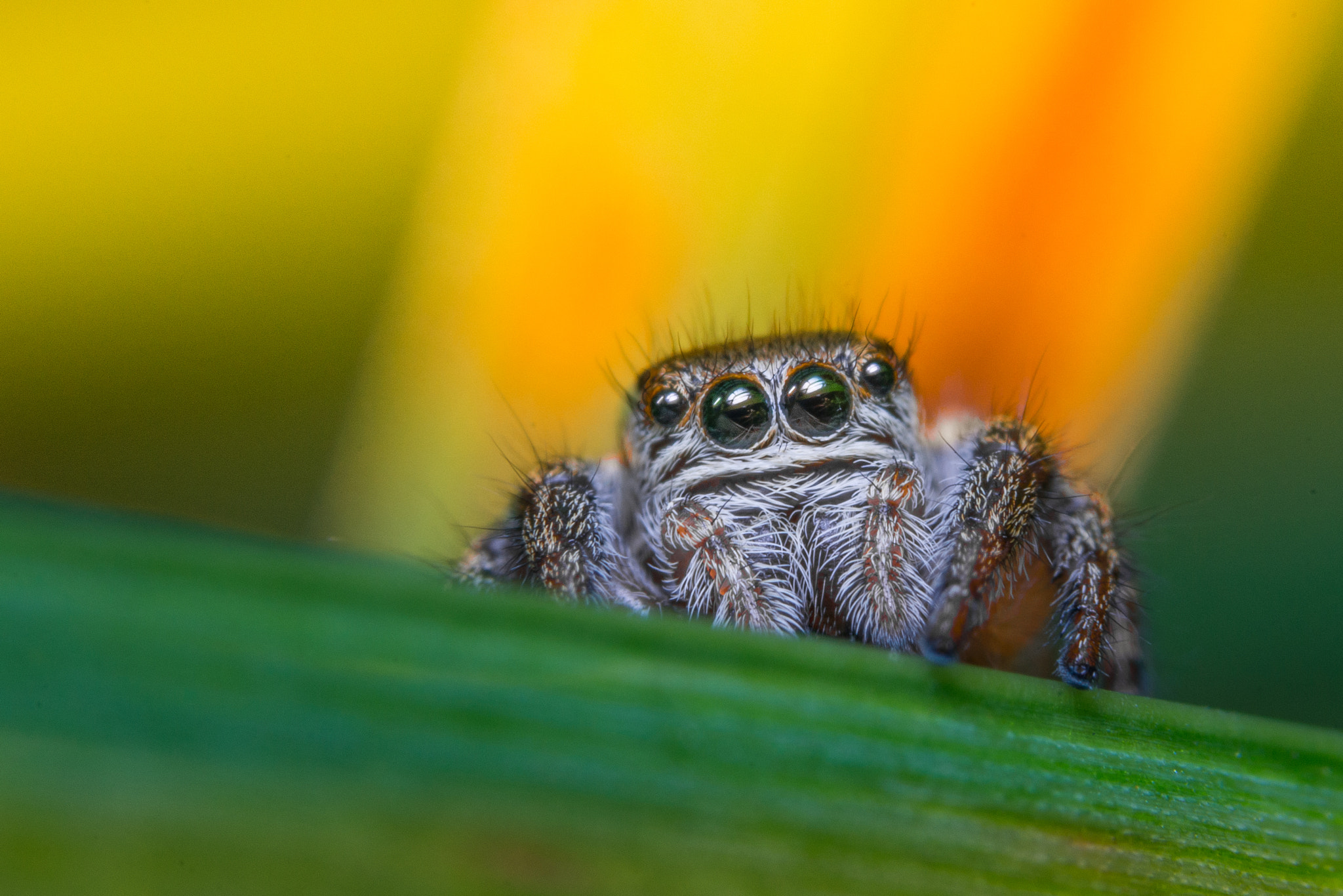 90mm F2.8 Macro SSM sample photo. Jumping spider photography