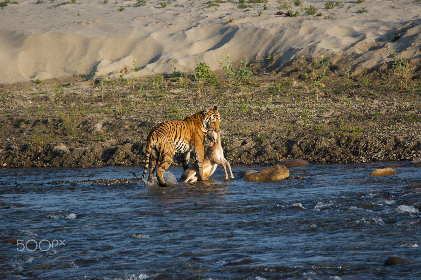 Tamron SP 150-600mm F5-6.3 Di VC USD sample photo. The paarwali's kill photography