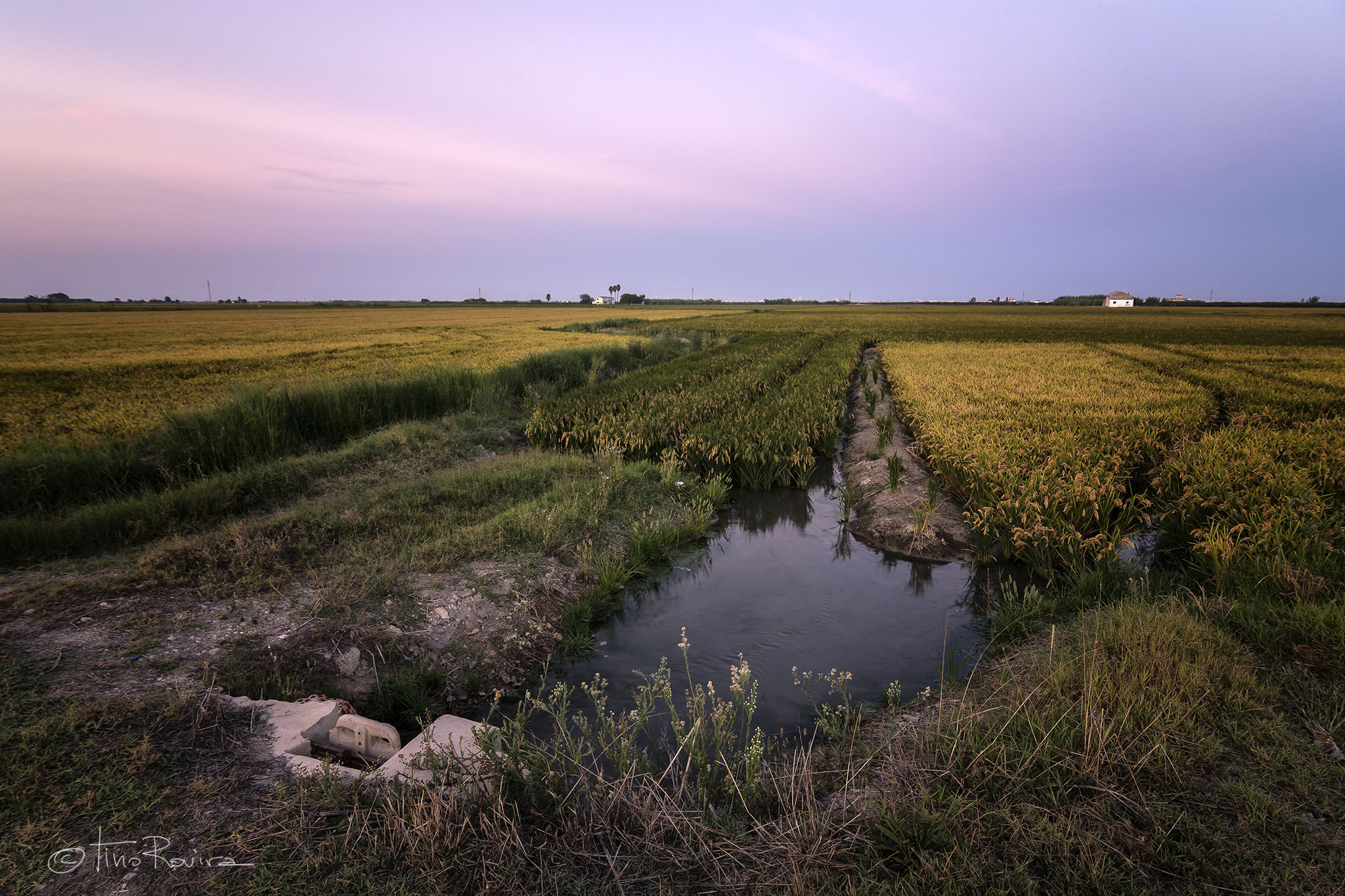 Tokina AT-X Pro 12-24mm F4 (IF) DX sample photo. Atardecer en el arrozal photography