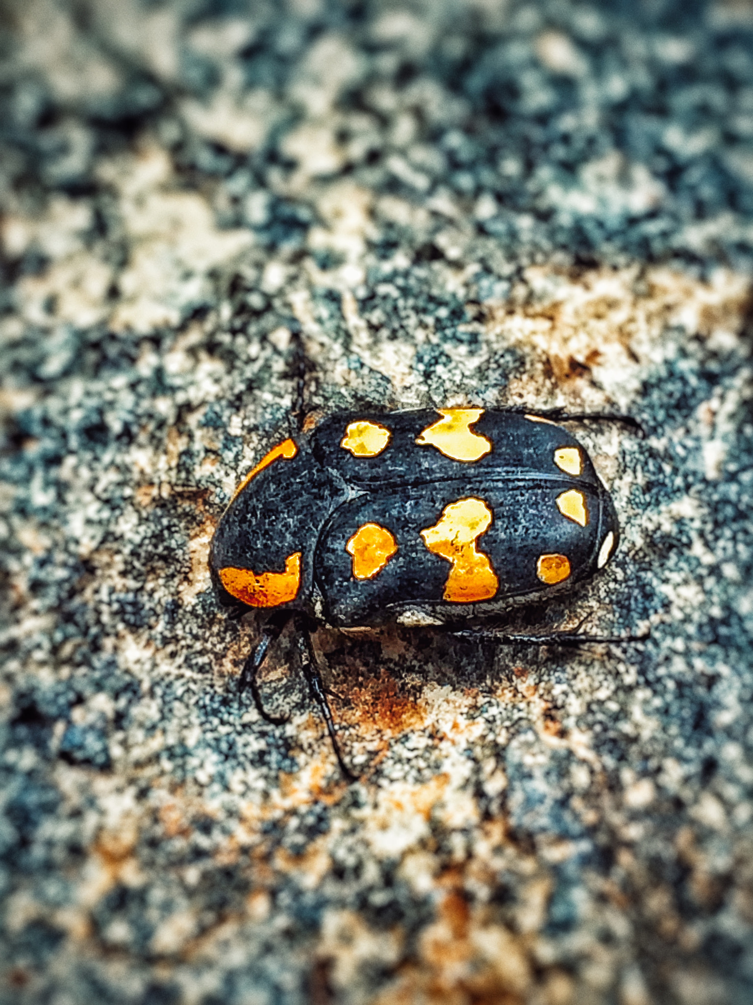 Apple iPhone6,2 sample photo. Heya bittle..! photography