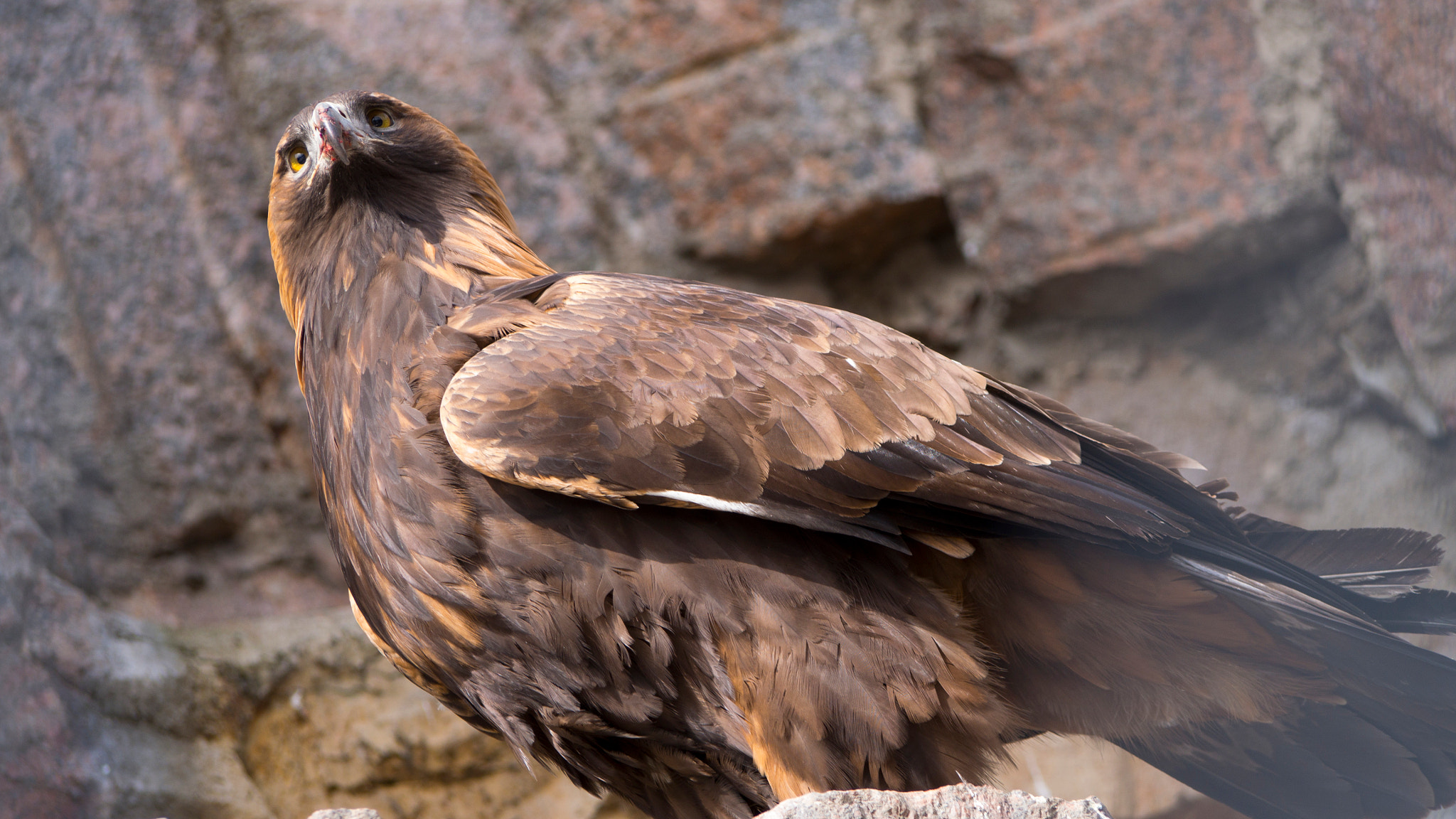Olympus PEN E-PL6 sample photo. Predator photography