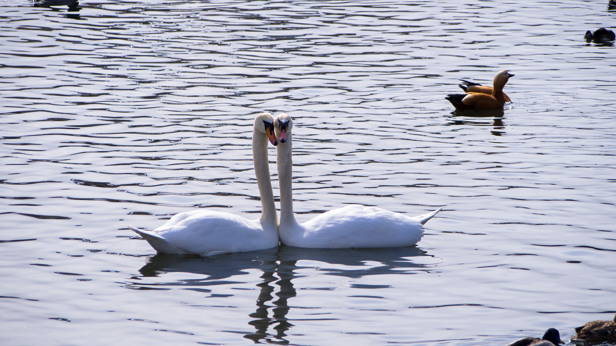 Olympus PEN E-PL6 sample photo. Love photography