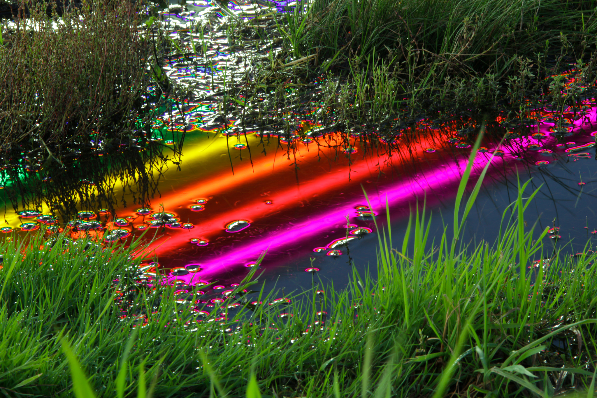 Canon EOS 550D (EOS Rebel T2i / EOS Kiss X4) + Sigma 18-200mm f/3.5-6.3 DC OS HSM [II] sample photo. Rainbow reflection in the puddle. grass puddle reflection of neon light photography