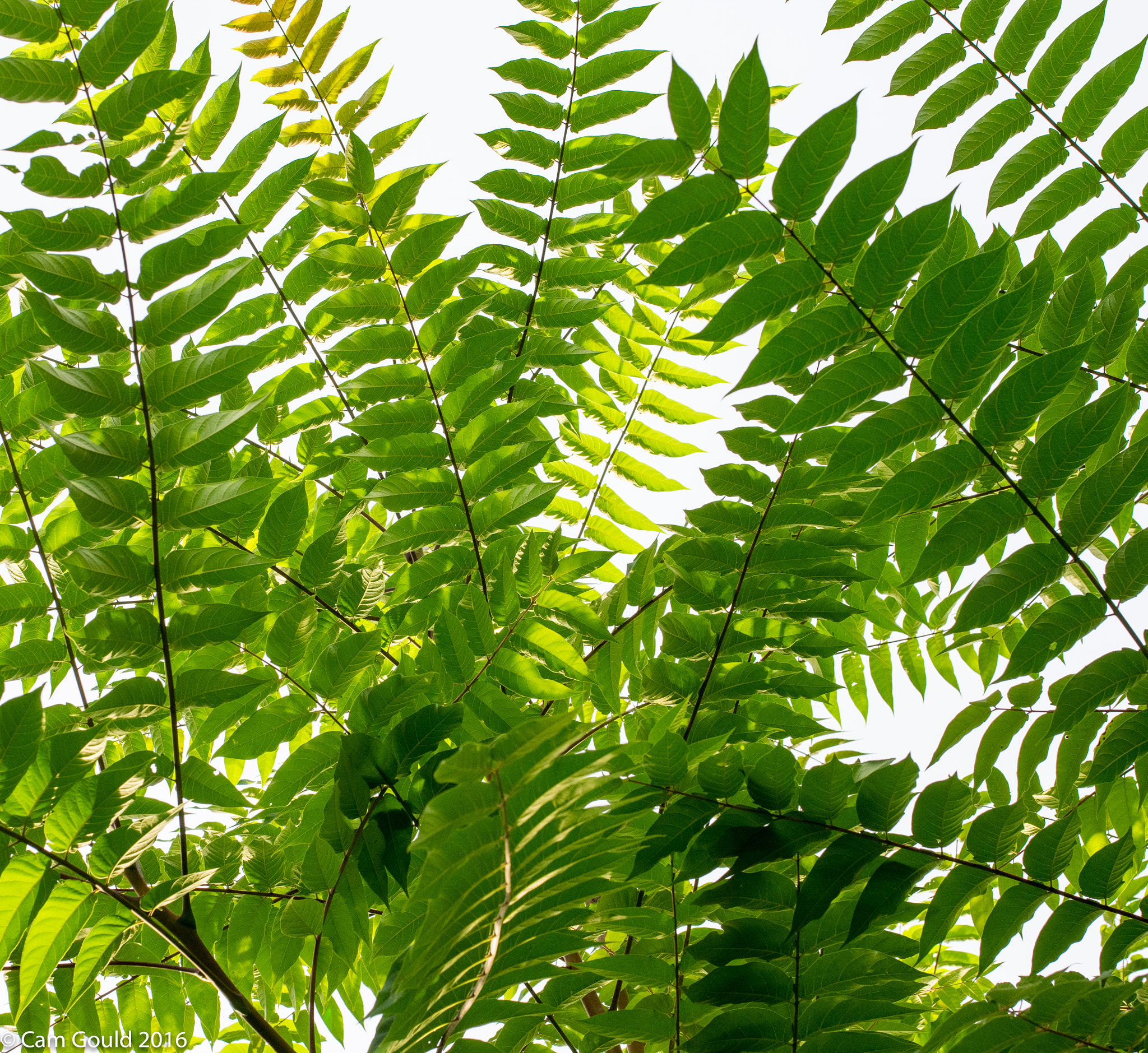 Pentax K-3 sample photo. Fronds in evening sunlight photography